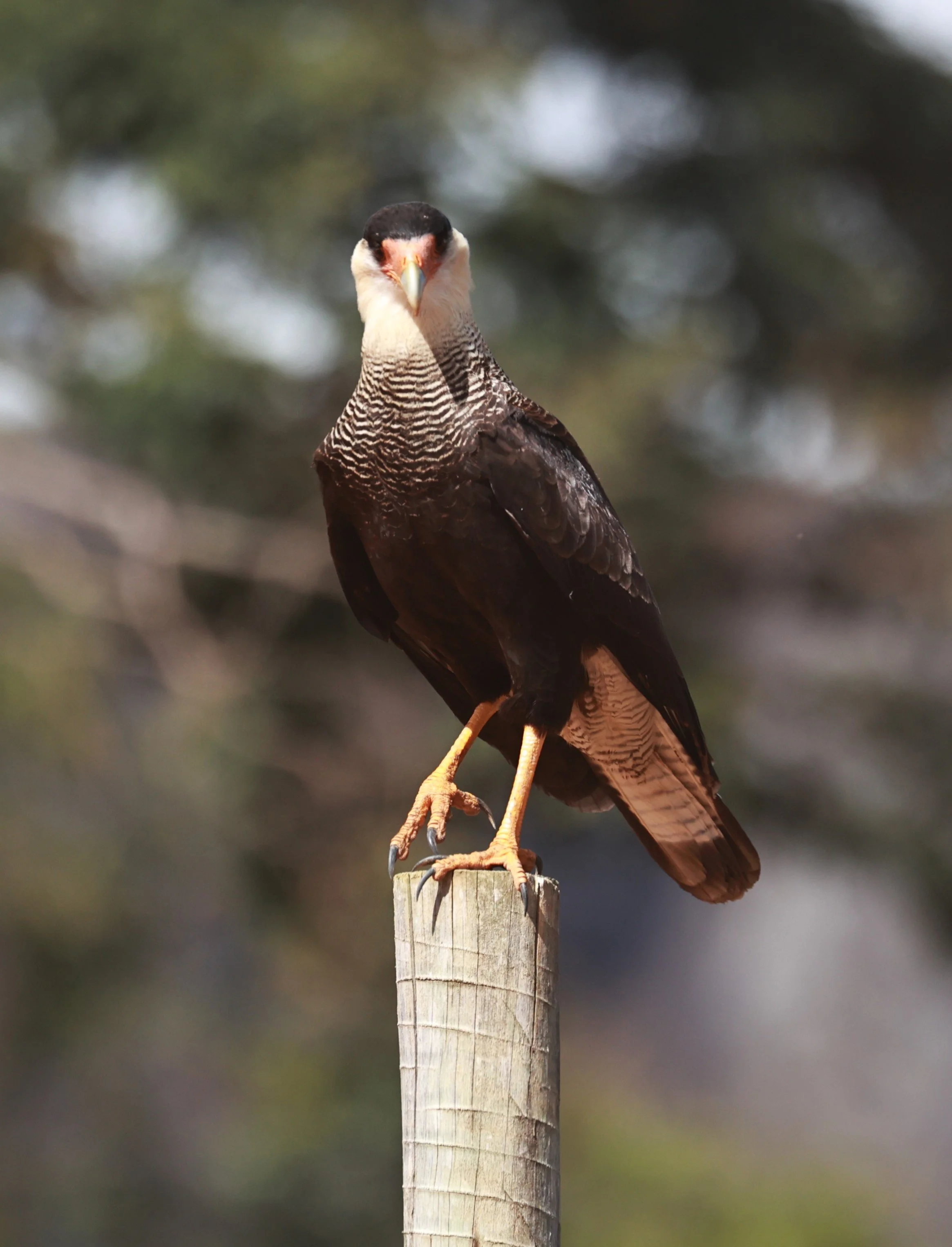 Caracara - Crested Caracara - Caracara plancus - Feliciano Miguel Abdala Reserve, Espirito Santo Brazil (18).JPG