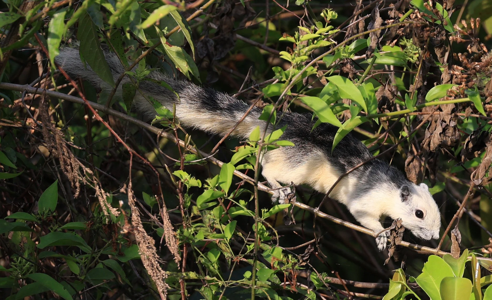 Finlayson's squirrel (Callosciurus finlaysonii bocourti) Khao Yai National Park (5).JPG