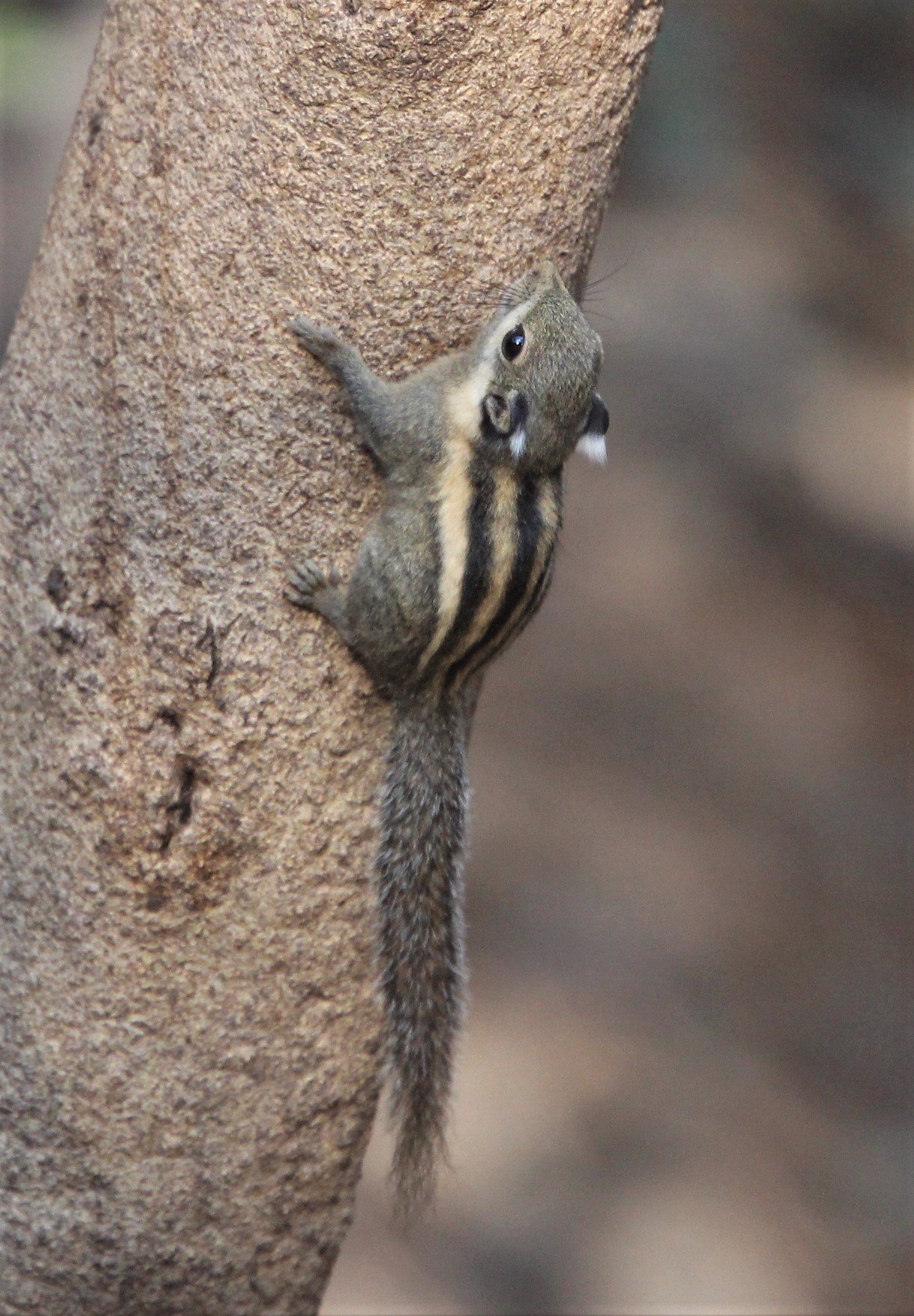 Tamiops mcclellandii - WESTERN STIPED SQUIRREL - LUNG SIN HIDE, KAENG KRACHAN (15).jpg