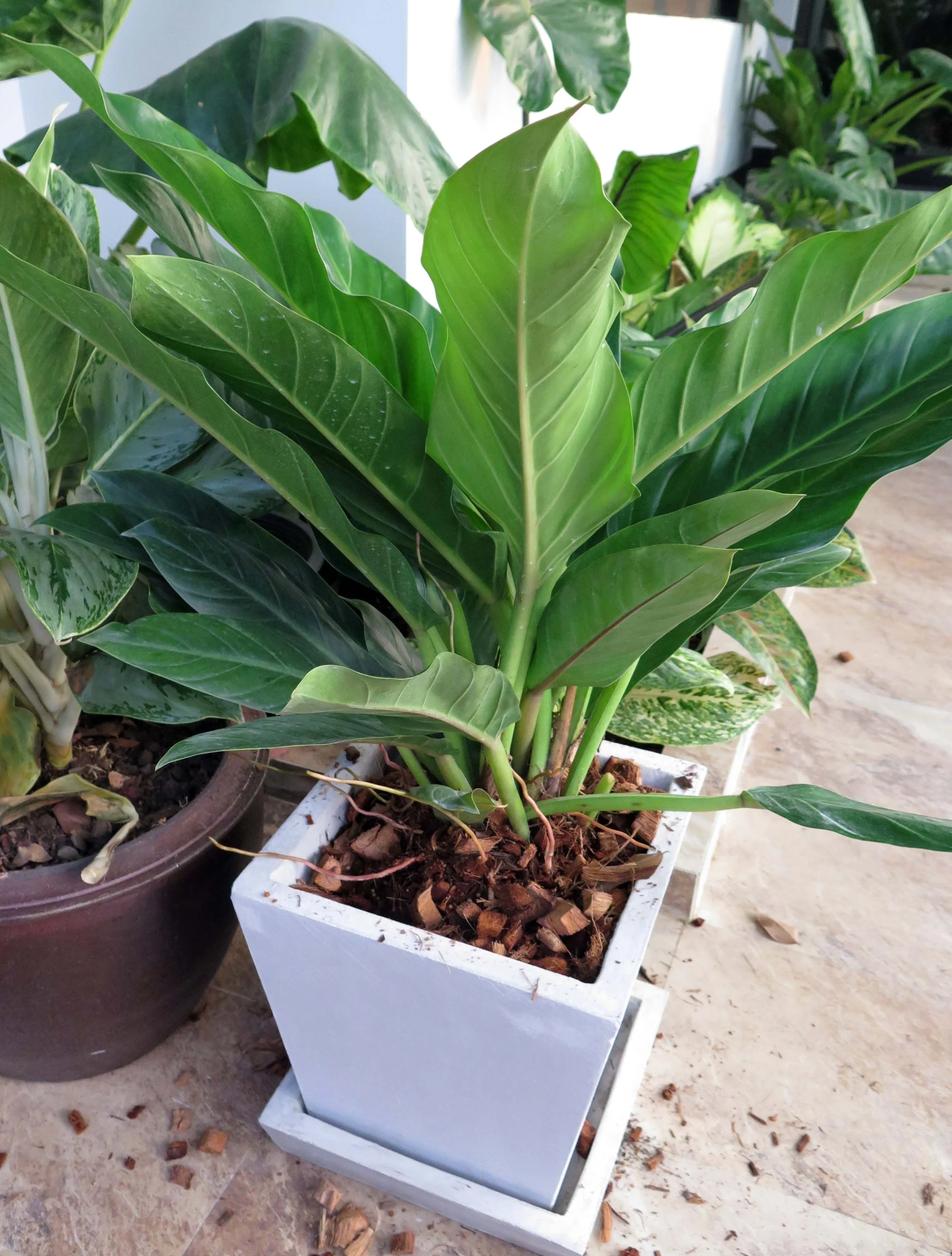 2013 Nonthaburi Setthasiri House and Nonthaburi Neighborhood (177).JPG