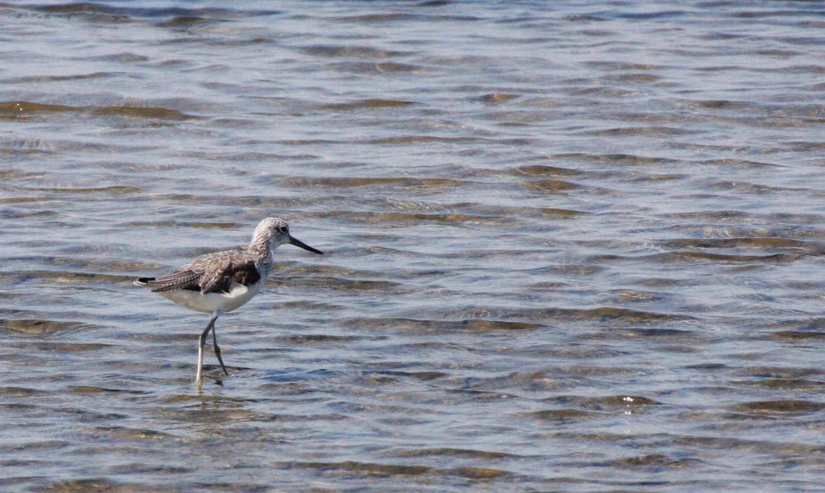 BIRD - COMMON GREENSHANK - TRINGA NEBULARIA - SOUTH OF BKK - CHRISTMAS IN THAILAND TRIP 2008 (4).JPG