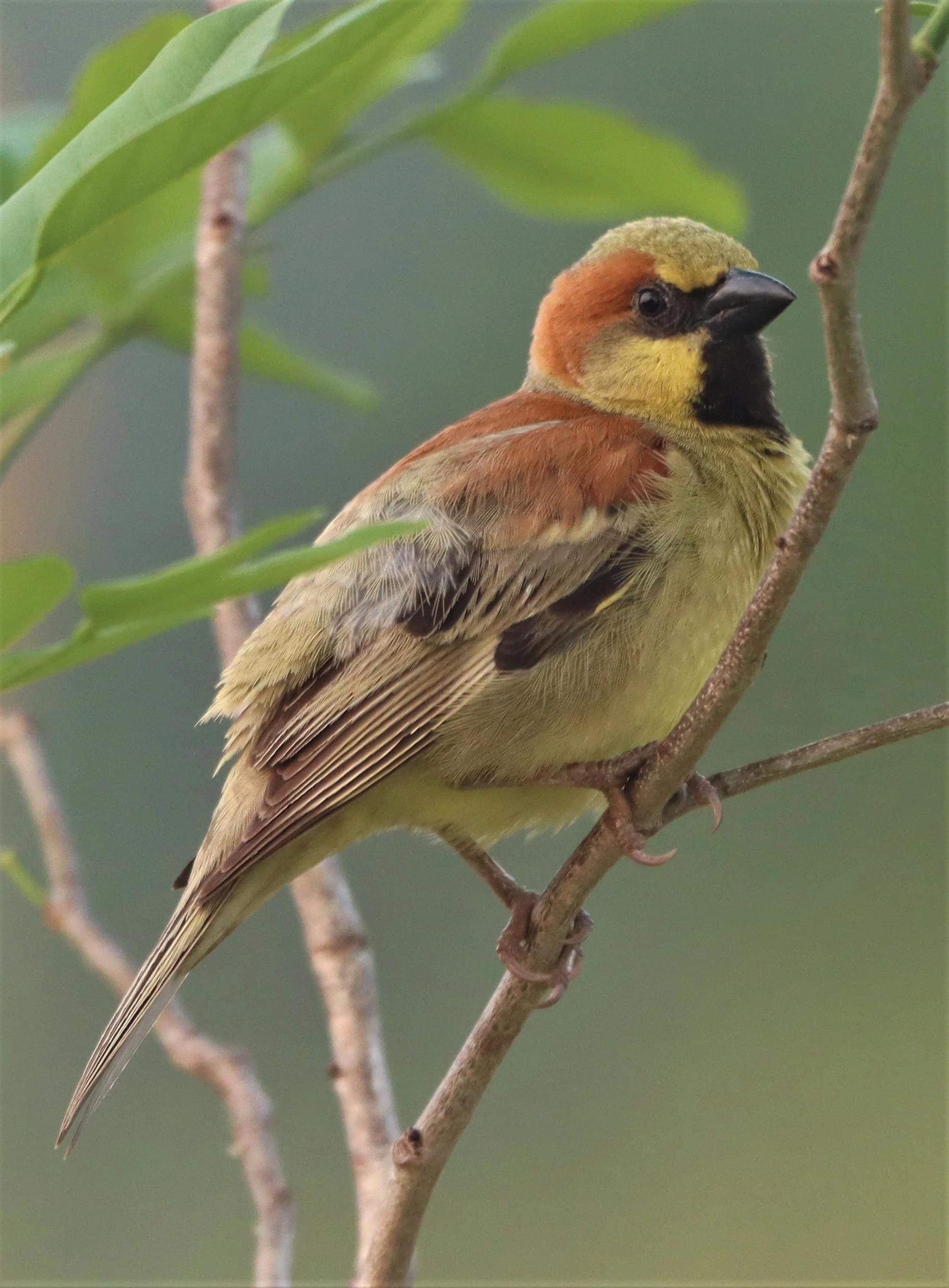 Plain-backed Sparrow (Passer flaveolus) Kabin Buri Wetlands Thailand (11).jpg