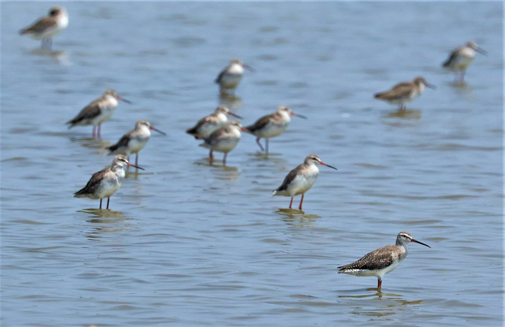 REDSHANK - SPOTTED REDSHANK - Tringa erythropus - LAEM PAK BIA MARCH 2022 (6).jpg
