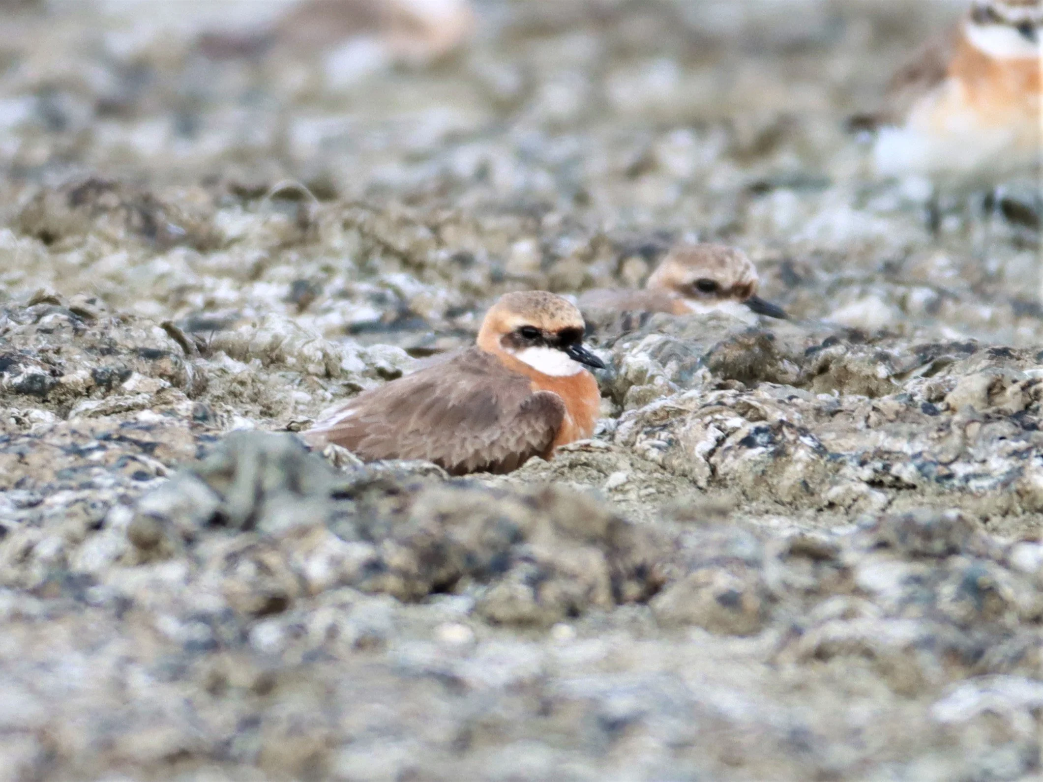 PLOVER - LESSER SAND PLOVER - Charadrius mongolus - Salt pans west of Bang Pakong River (32).jpg