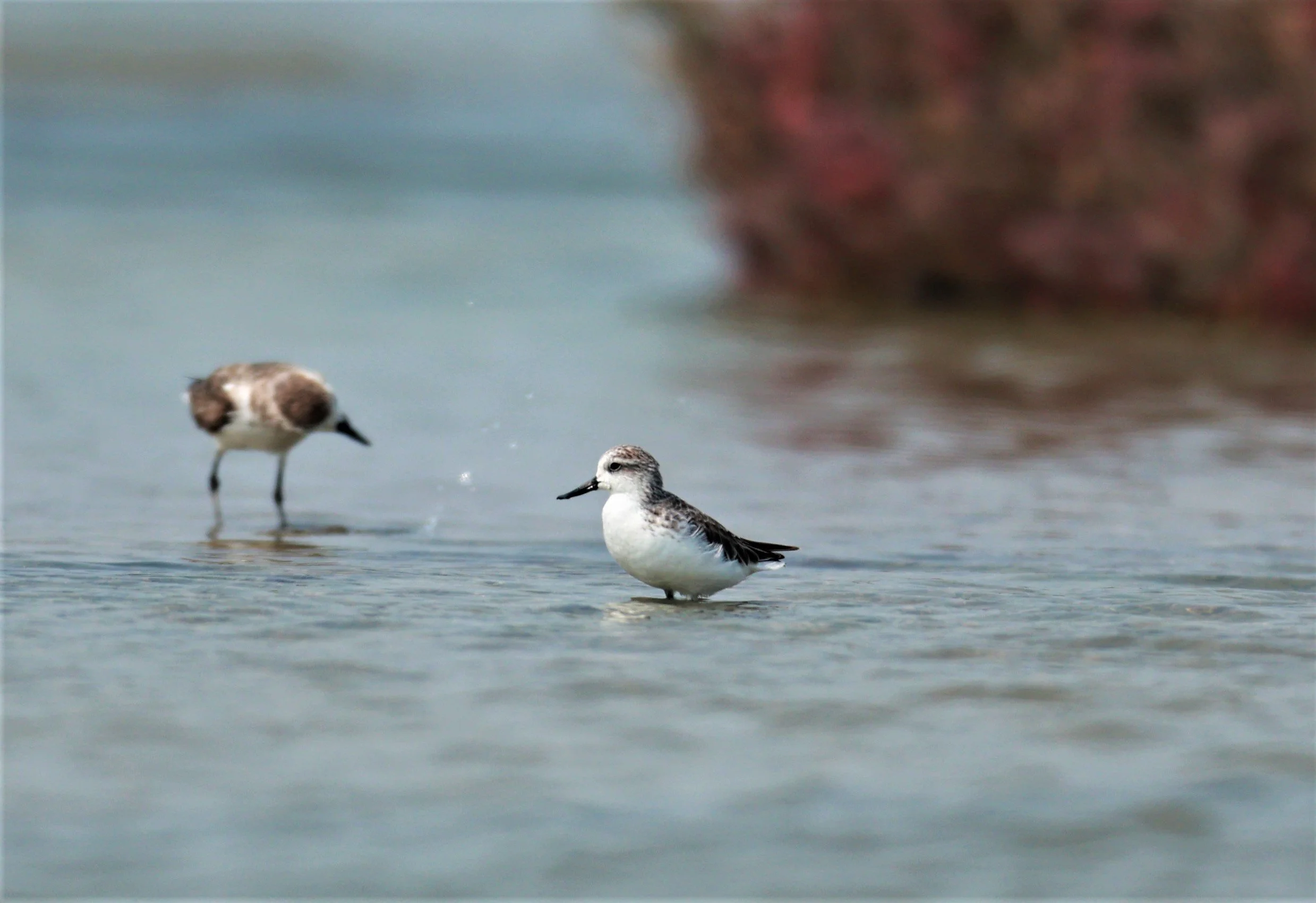 SANDPIPER - SPOON-BILLED SANDPIPER - Calidris pygmeus - Khok Kham Salt Ponds, Samut Sakhon (2).jpg