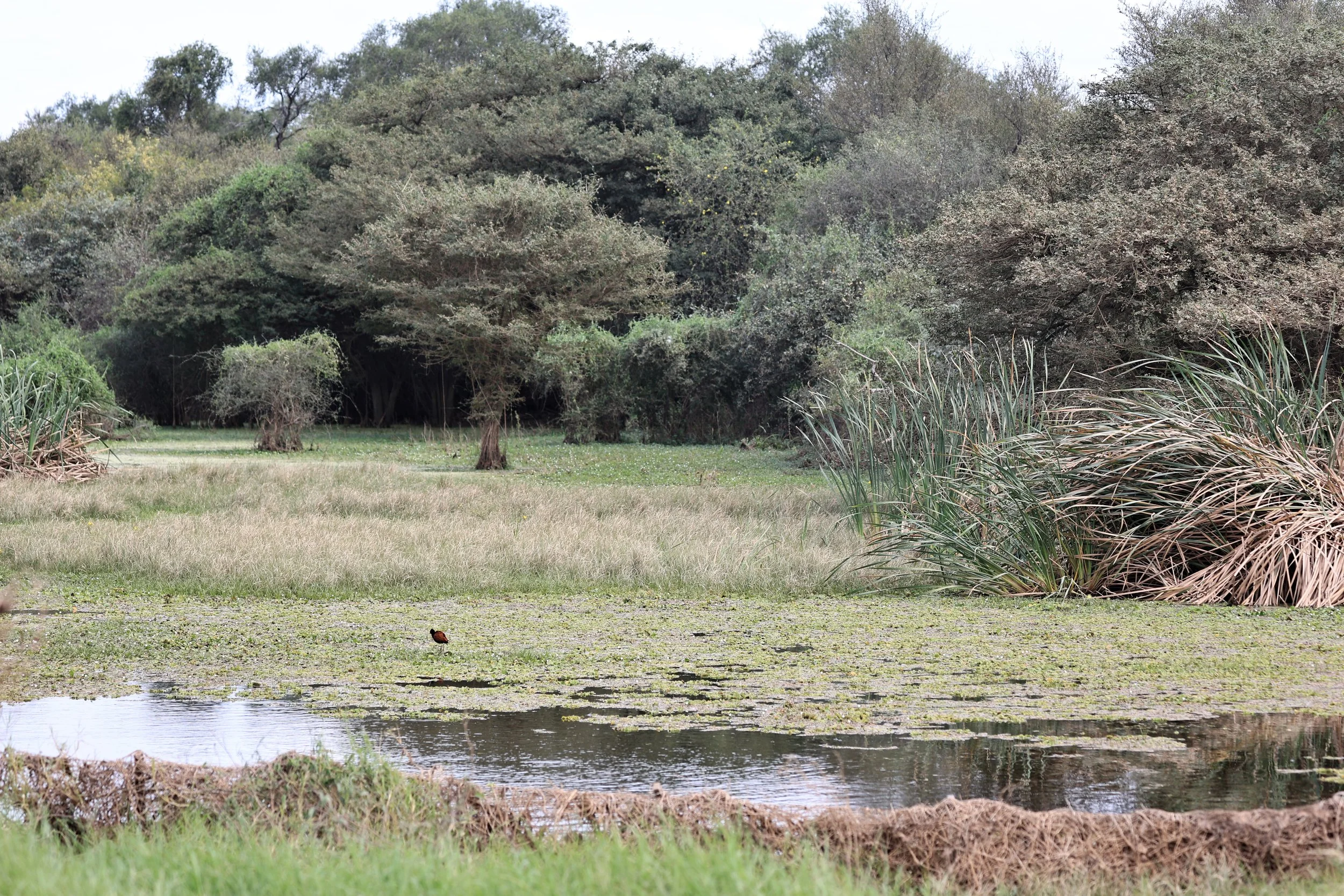 Ephemeral wetland near Agua Dulce
