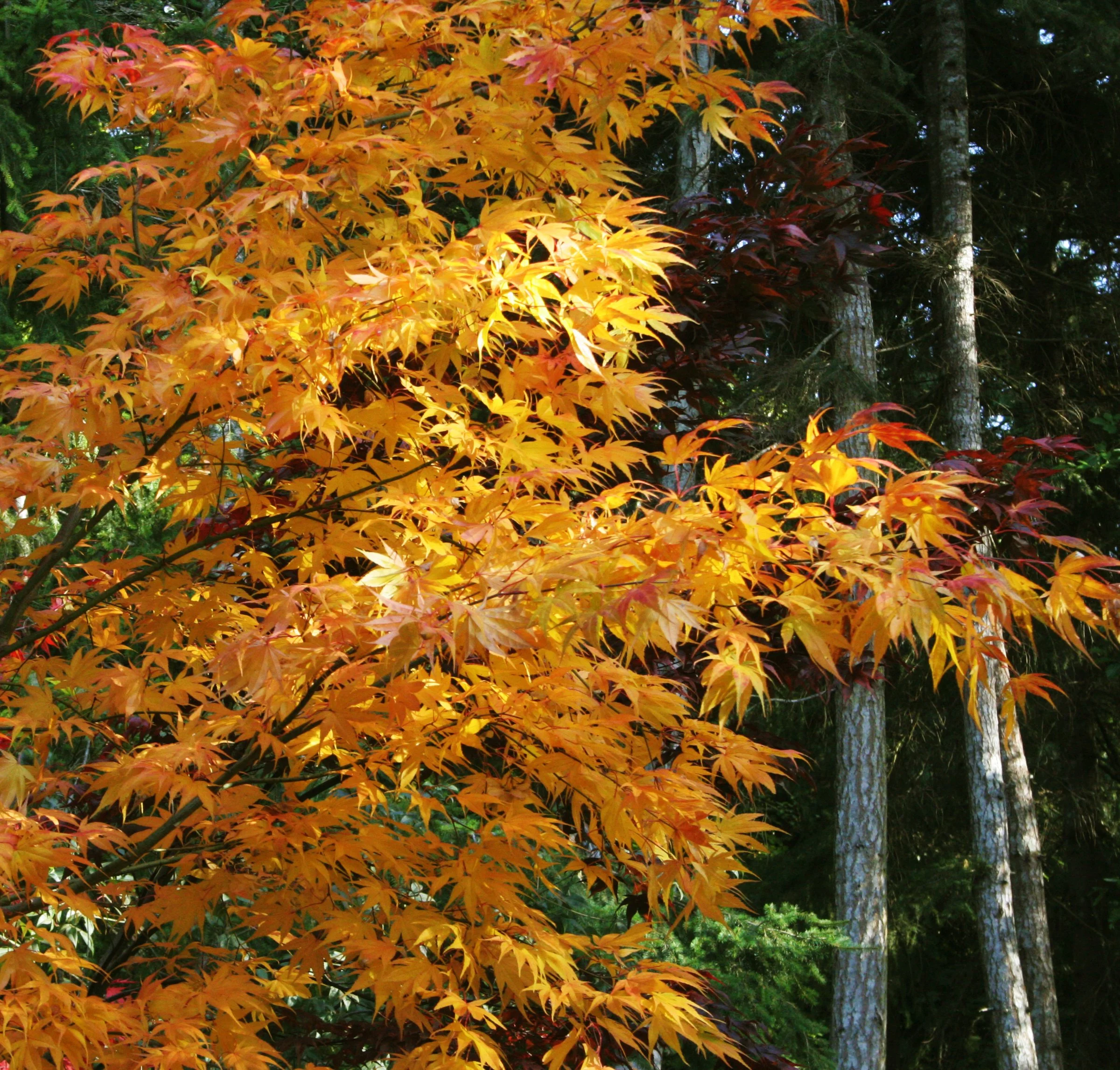2008-10-26 MAPLE AND MERLOT - ELWHA RIVER VALLEY WA (10).JPG