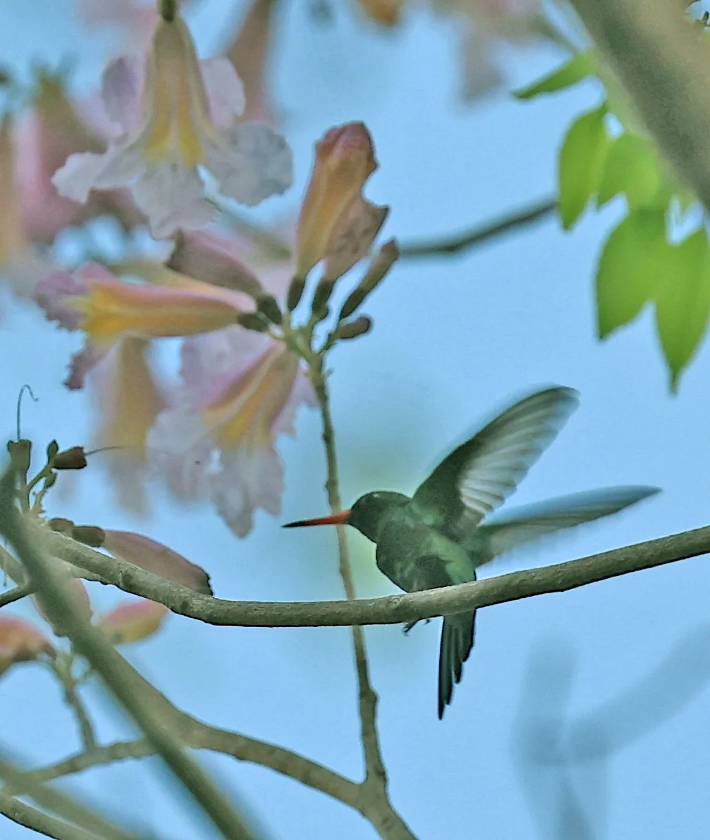 Glittering-bellied Emerald (Chlorostilbon lucidus) Estancia Campo'í Paraguay (82).jpg