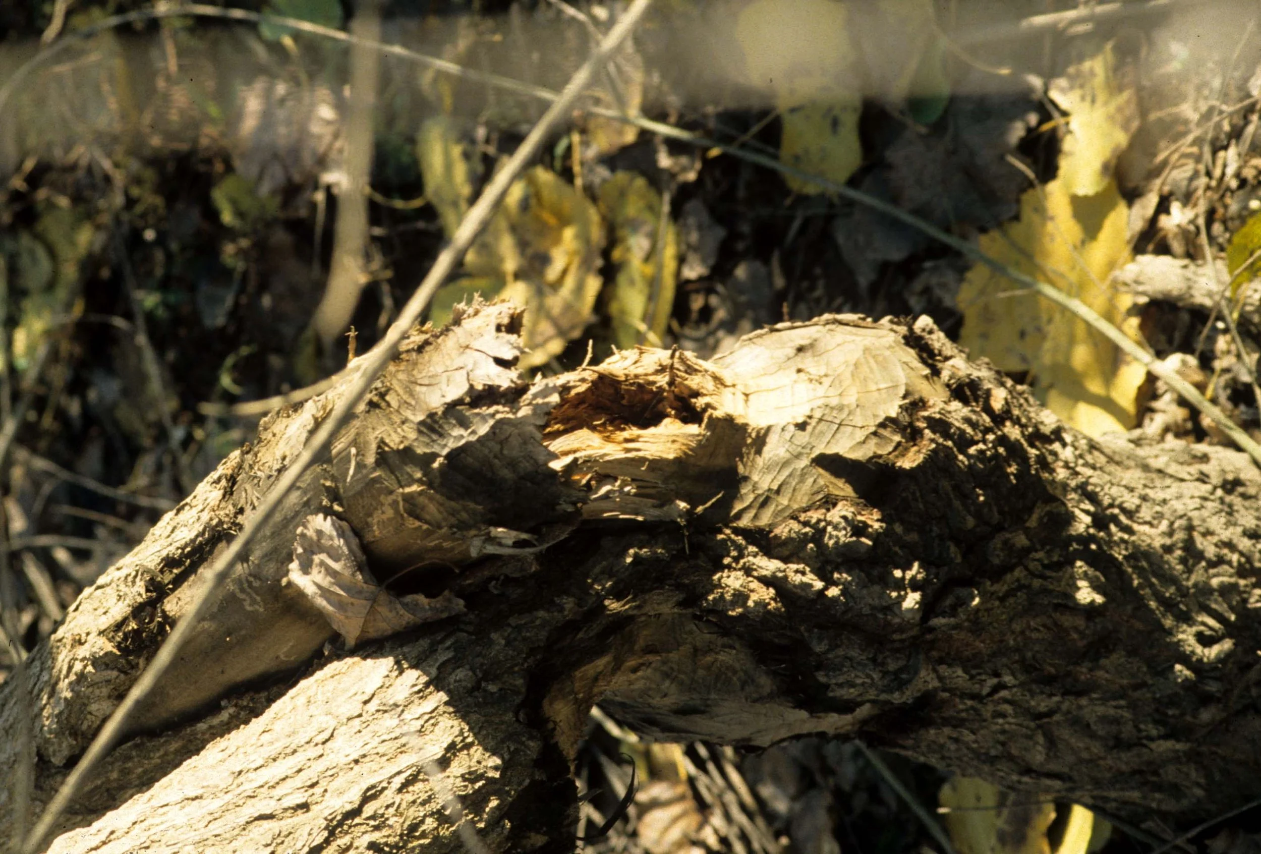 CALIFORNIA - COSUMNES RIVER PRESERVE - BEAVER DAMAGE ON TREE.jpg