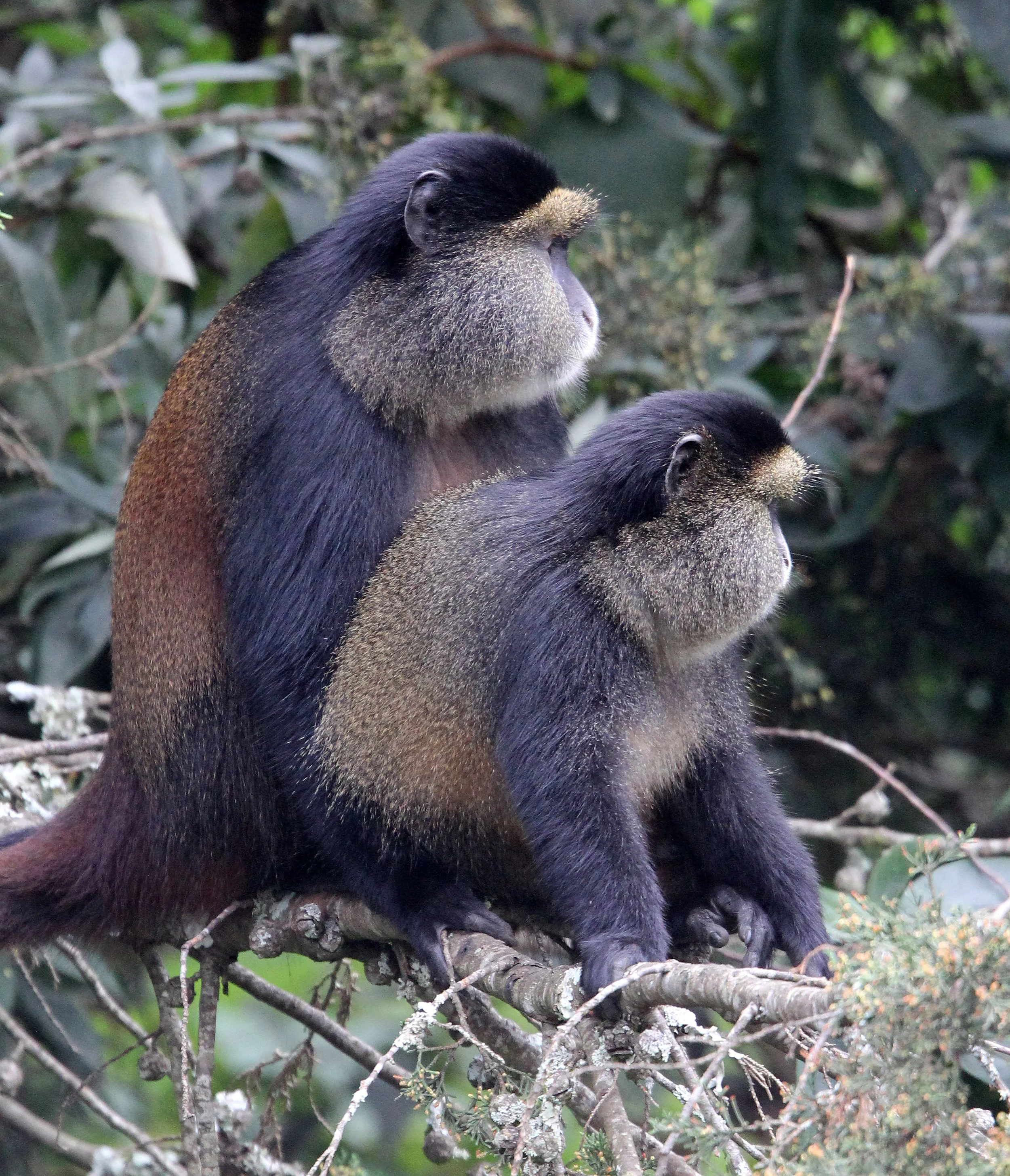 CERCOPITHECIDAE - Cercopithecus kandti - VIRUNGA GOLDEN MONKEY - PARK DU VULCANS RWANDA (382).JPG