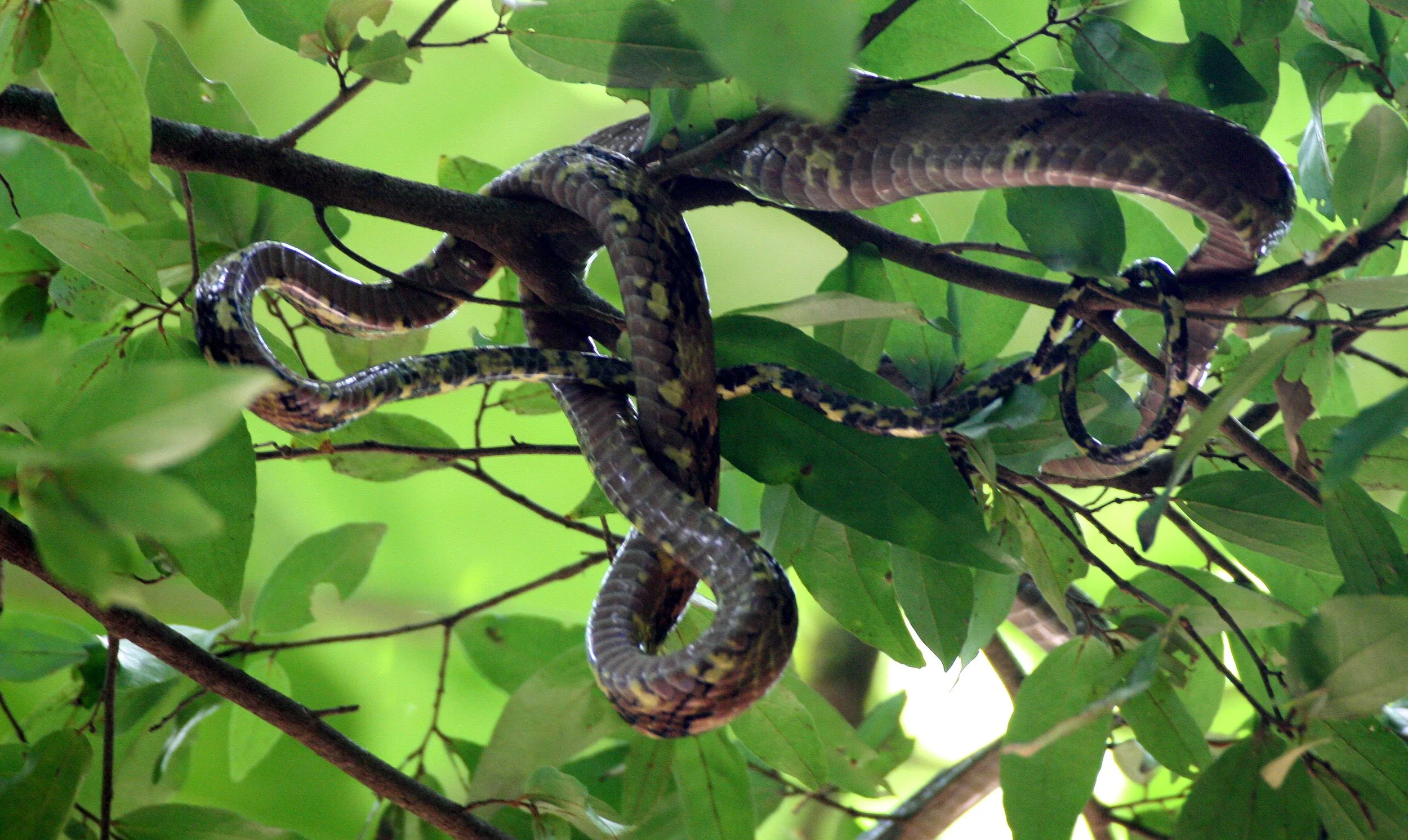 Boiga cynodon - DOG-TOOTHED CAT SNAKE - KOH LANTA NP THAILAND (13).JPG