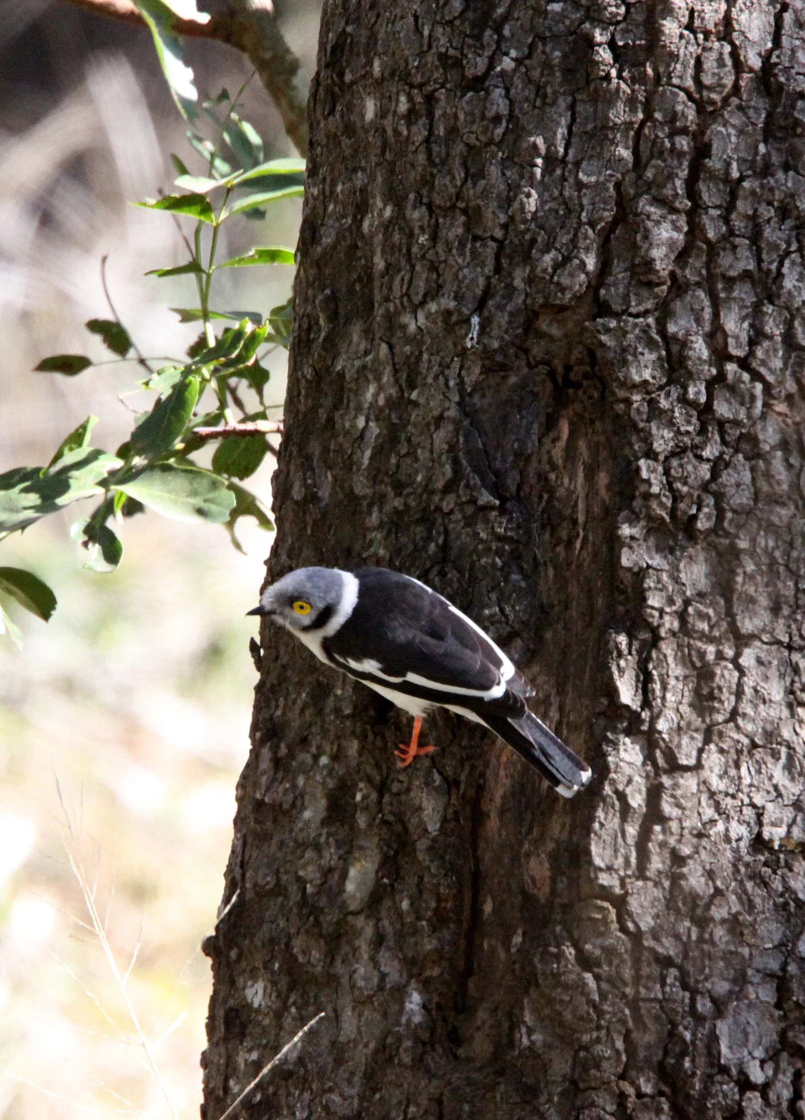 White-crested Helmet-shrike (Prionops plumatus) Imfolozi NP South Africa (5).JPG