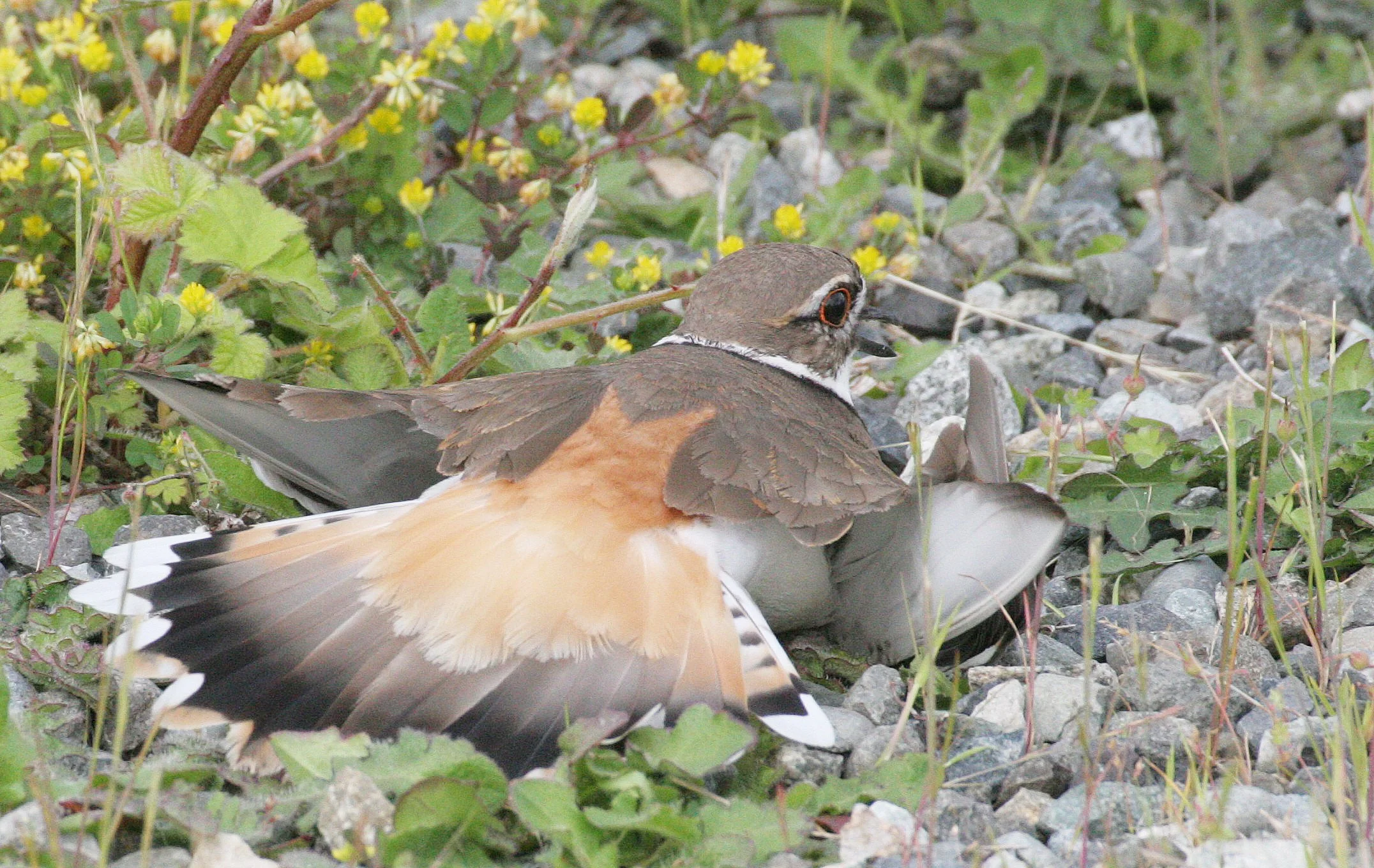 BIRD - KILLDEER - SEQUIM WA (10).JPG