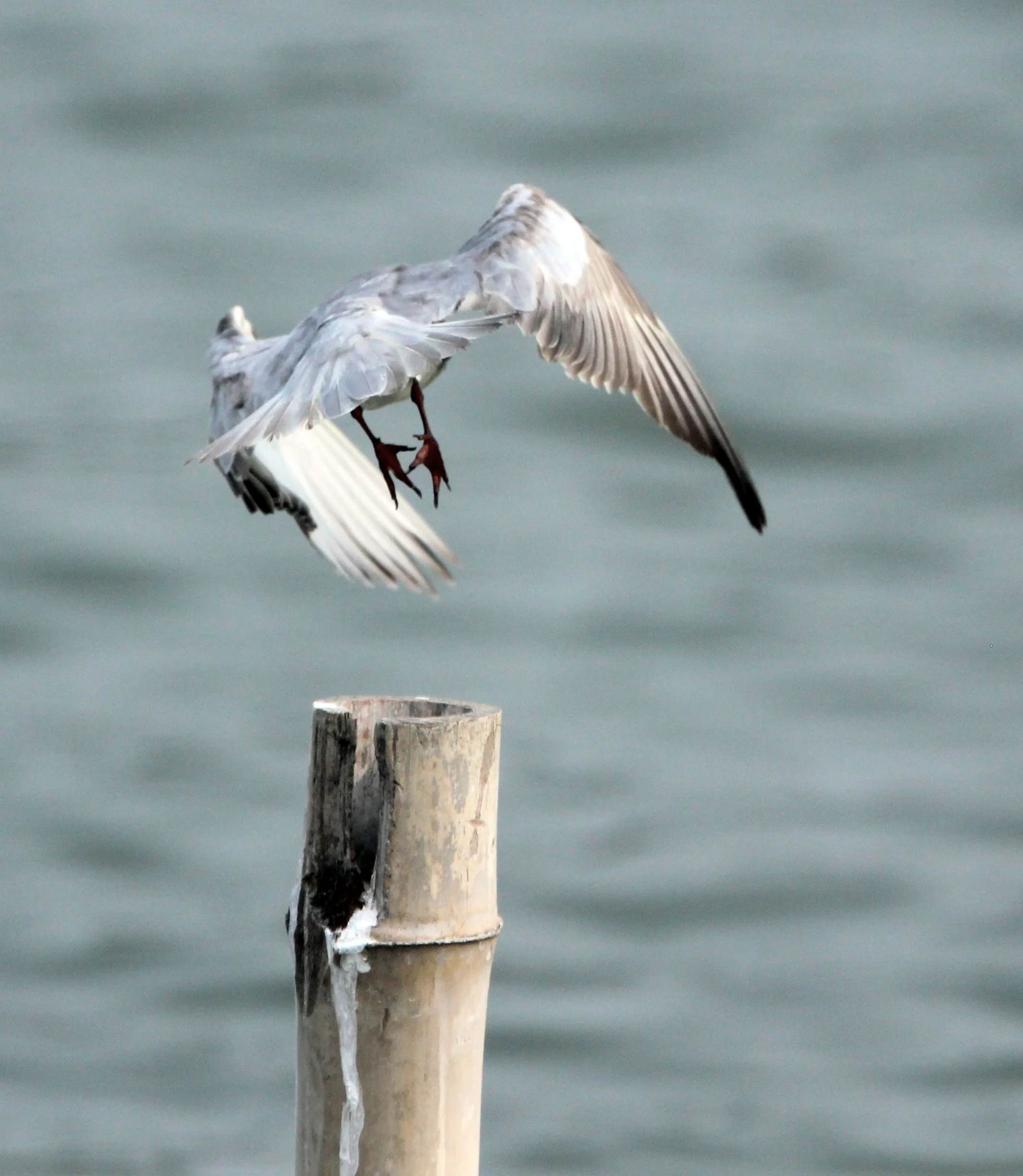 TERN - LITTLE TERN - Sterna albifrons - KOK KHAM MACHACHAI - SALT PONDS - NEAR BANGKOK THAILAND (7).JPG