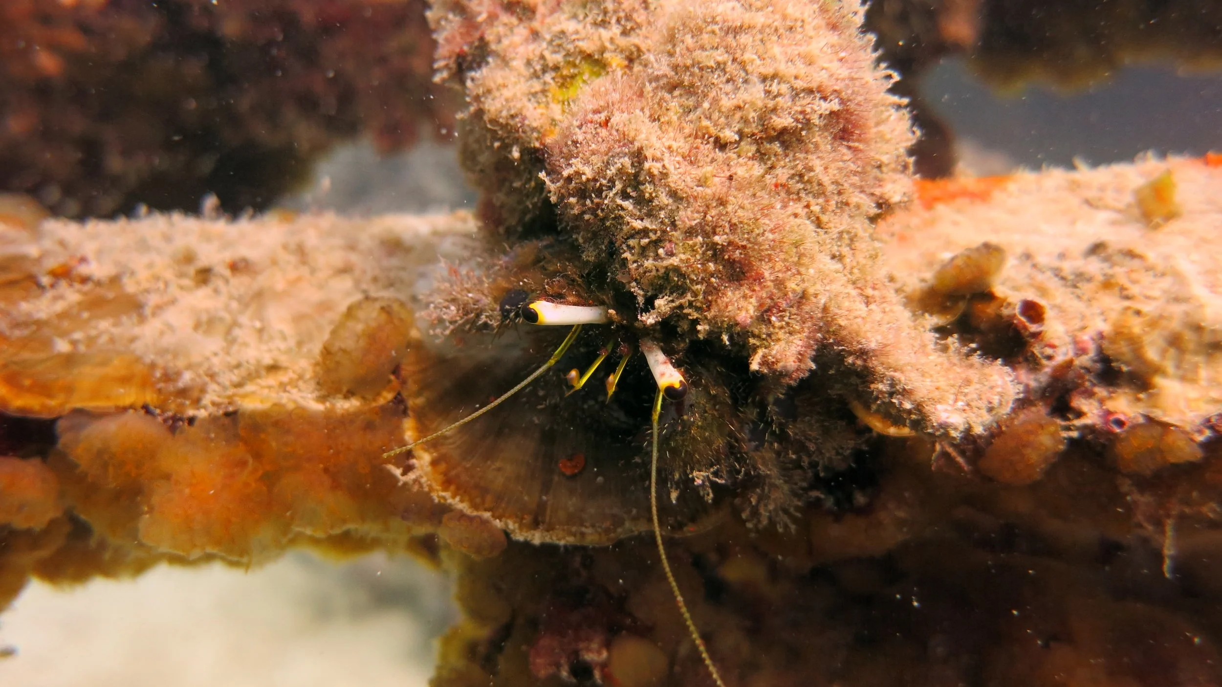 2016 BPS Satthahip Dive Trip with Marine Conservation Club (51).JPG