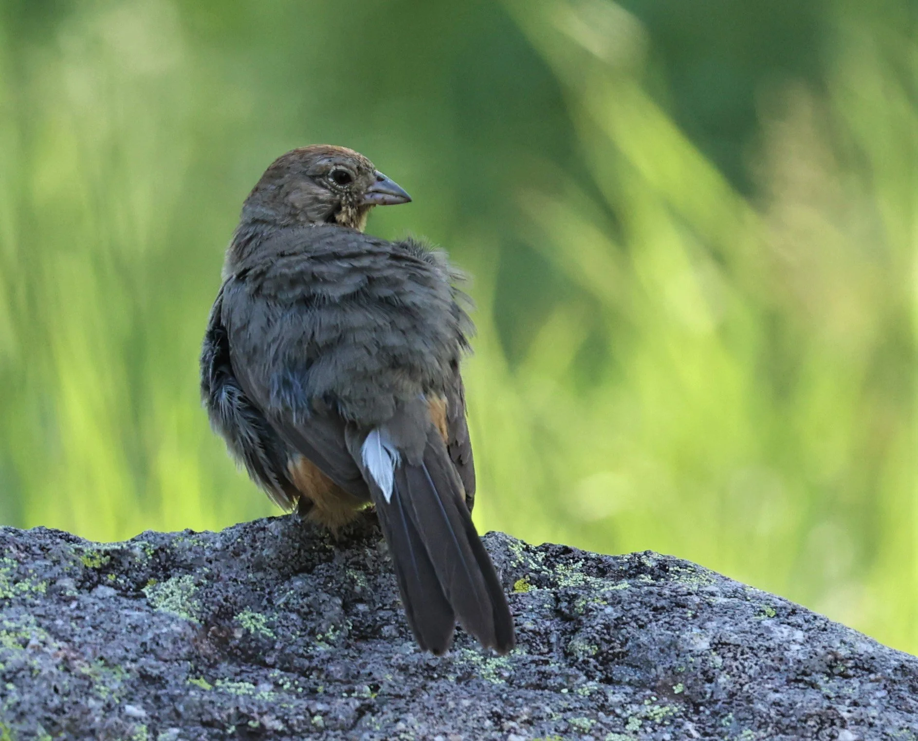 Canyon Towhee (Melozone fusca) Davis Mountains State Park Texas (5).jpg