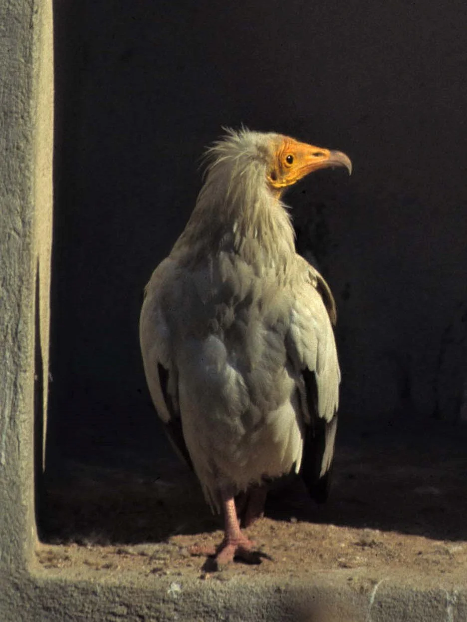 Neophron percnopterus - EGYPTIAN VULTURE - CAMARGUE FRANCE aa.jpg