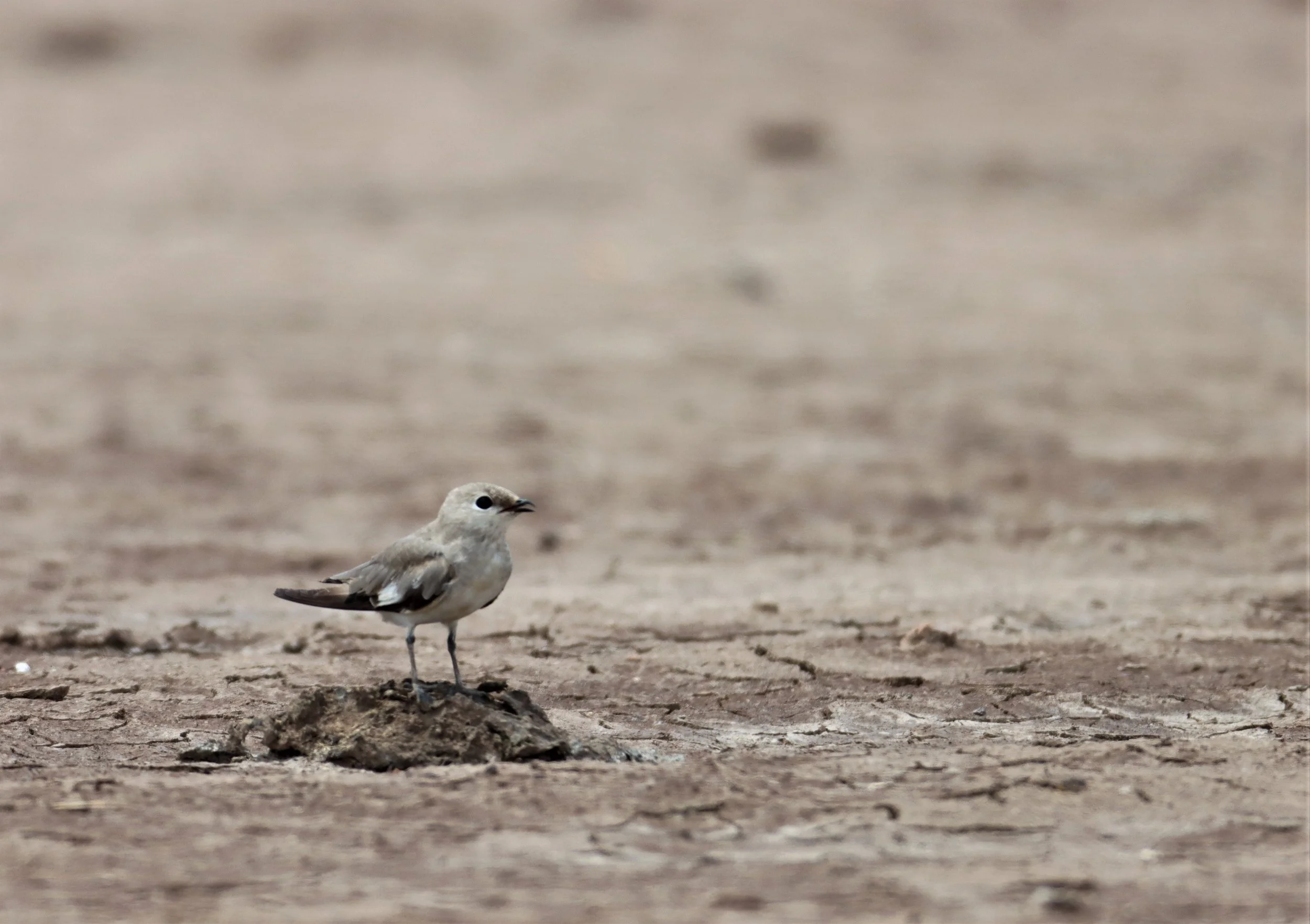 PRATINCOLE - SMALL PRATINCOLE - Glareola lactea - BANG KHAEM WETLANDS NAKHON PATHOM JUNE 24 2021 (6).jpg