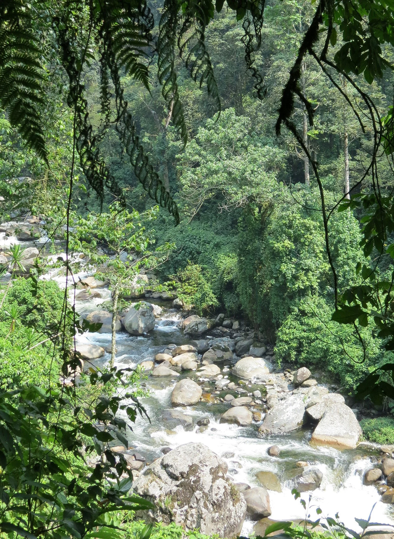 RWENZORI NATIONAL PARK UGANDA (16).JPG