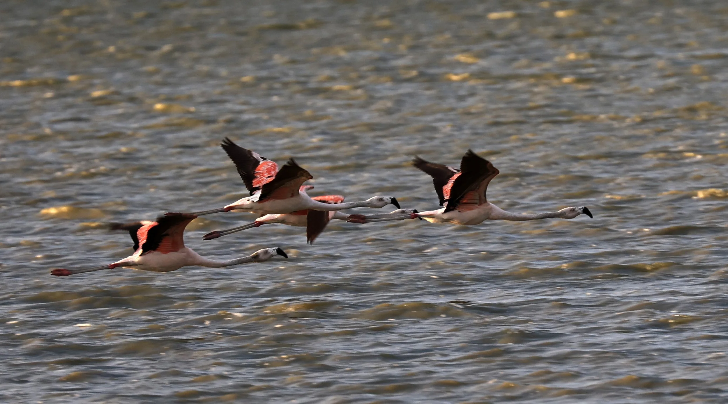 Chilean Flamingo (Phoenicopterus chilensis) Chaco Lodge & Laguna Salada Paraguay (84).jpg