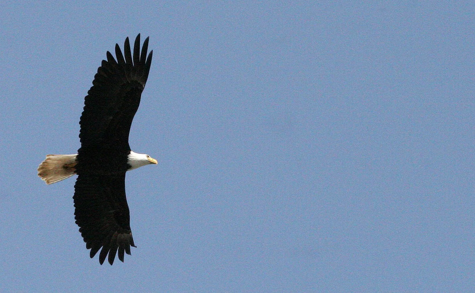 Haliaeetus leucocephalus - AMERICAN BALD EAGLE - ELWHA RIVER MOUTH WASHINGTON (62).JPG