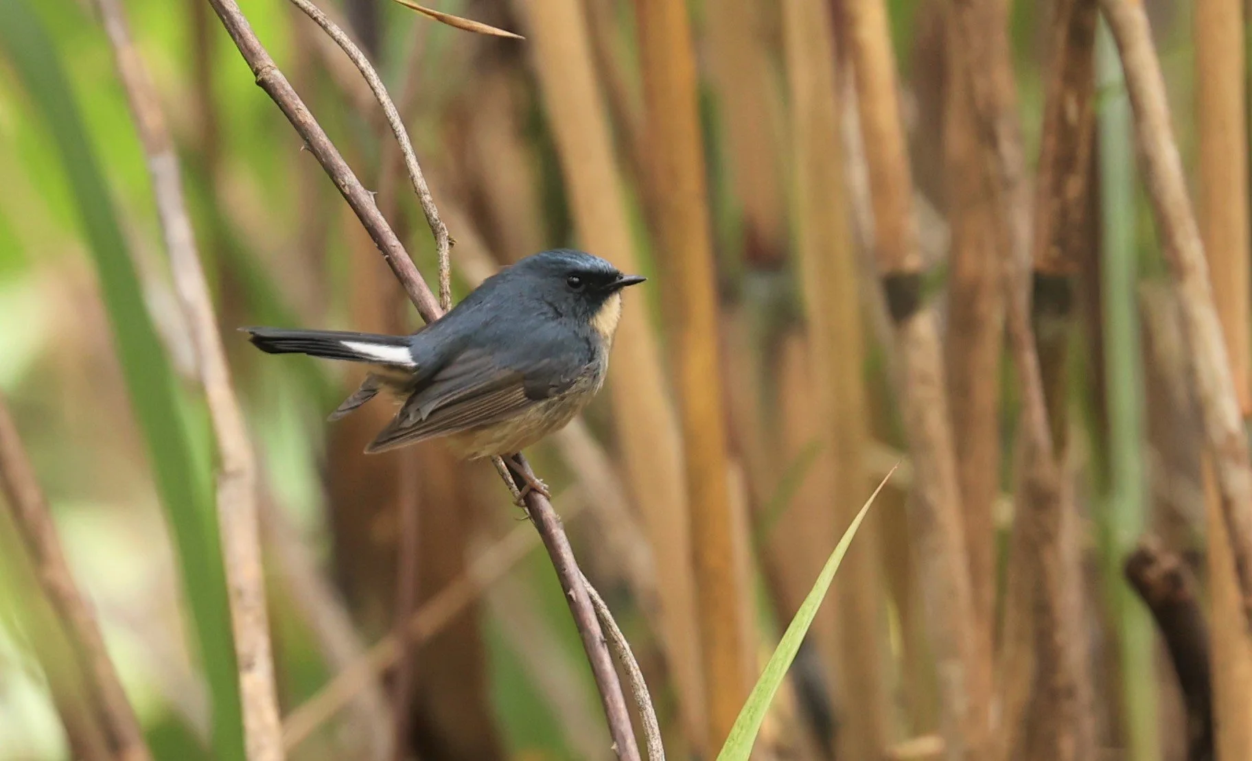 FLYCATCHER - SLATY-BLUE FLYCATCHER - Ficedula tricolor - DOI LANG WEST, DOI PHA HOM POK NP, CHIANG MAI DEC 2021 (24).jpg