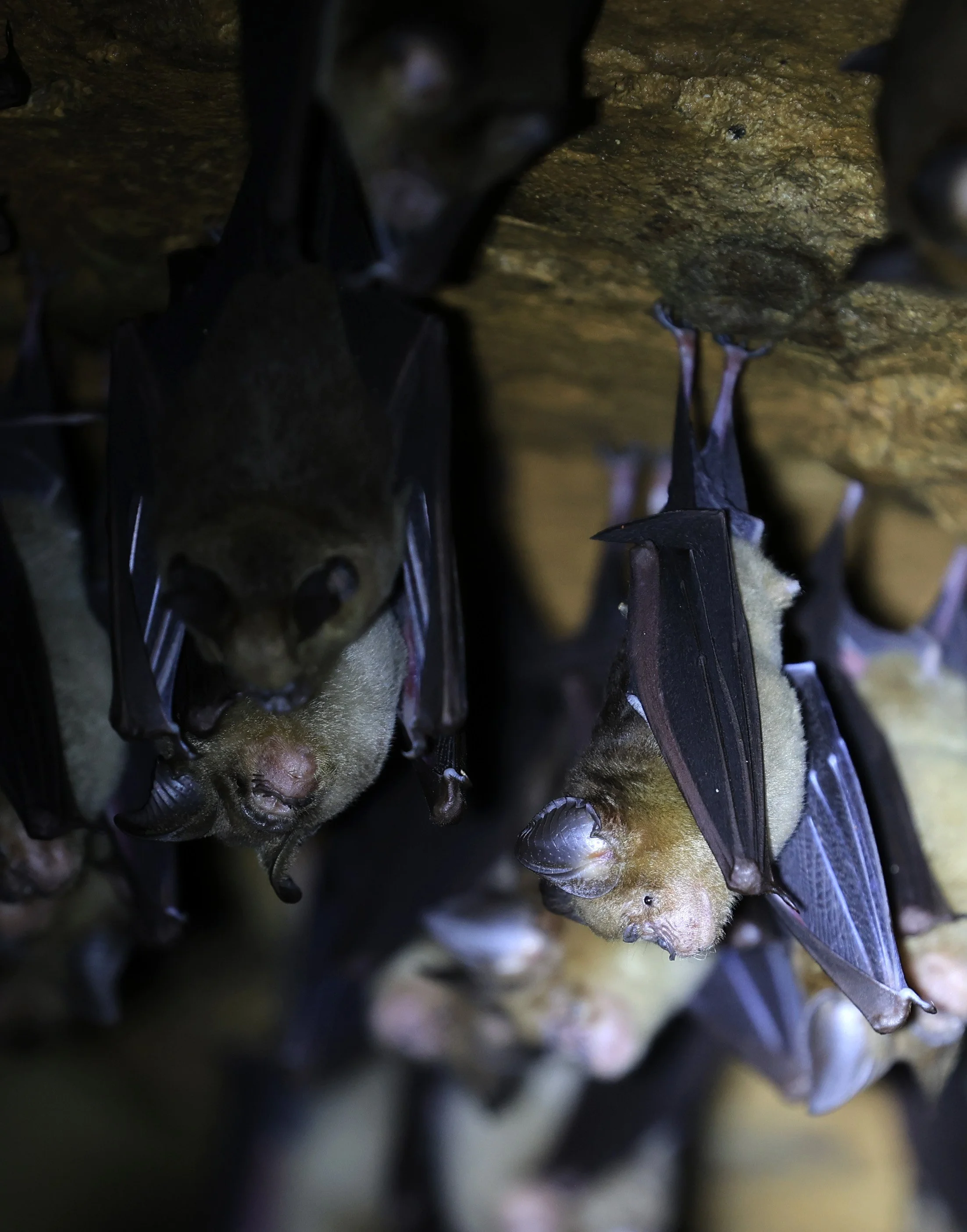 Horsfield’s Leaf-nosed Bat (Hipposideros.larvatus) Wat Tham Sila Thong Temple Pak Chong Thailand near Khao Yai (52).jpg