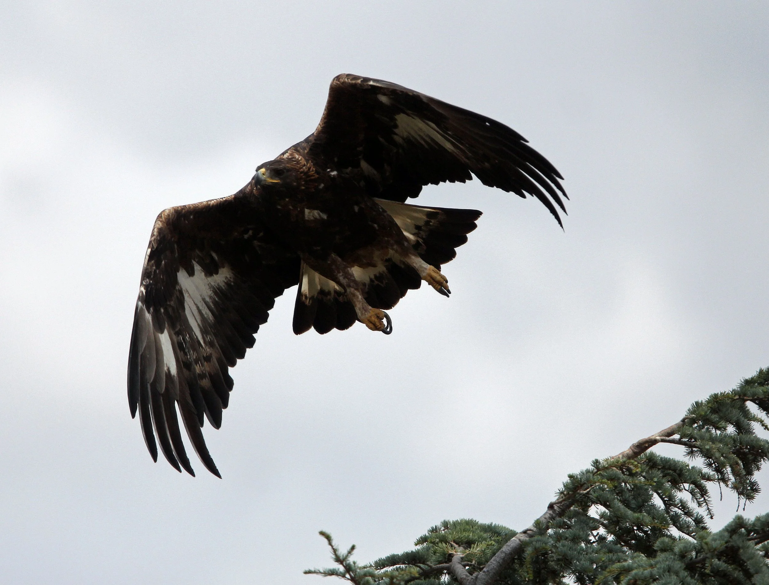 Aquila chrysaetos homeyeri - IBERIAN PENINSULA GOLDEN EAGLE - MALPARTIDA & MIRABELA GRASSLANDS SPAIN (11).JPG