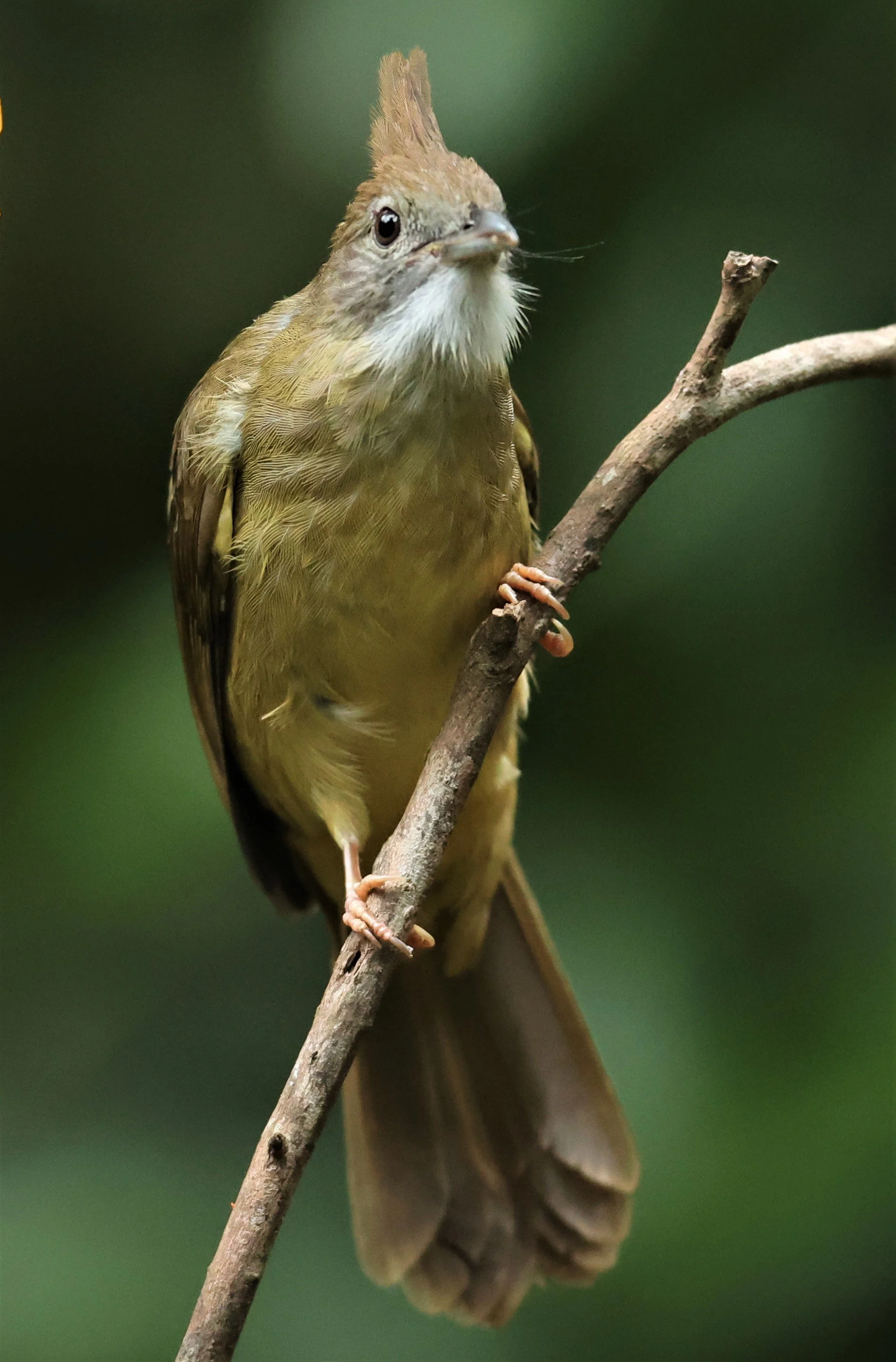BULBUL - PUFF-THROATED BULBUL - Alophoixus pallidus - DOI INTHANON NP CHIANG MAI, DEC 2021 (3).JPG