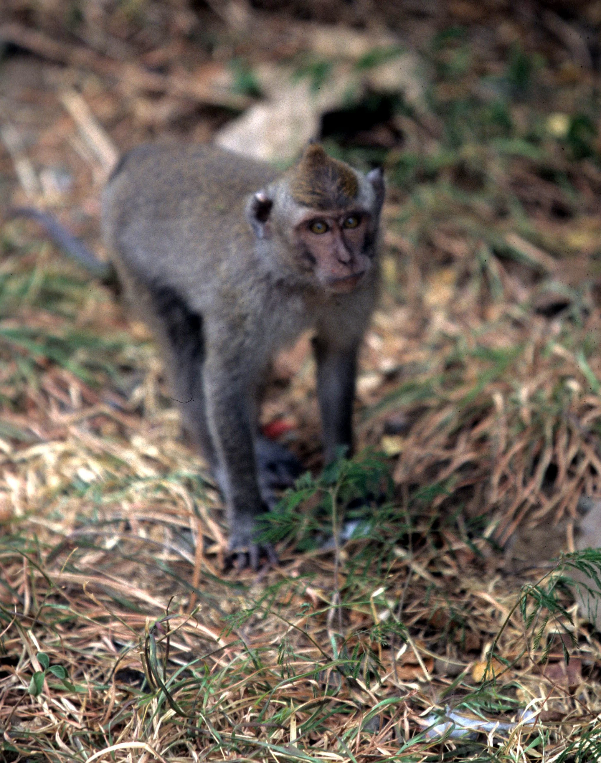 PRIMATE - MACAQUE SPECIES - BALI BARAT NP INDONESIA D.jpg
