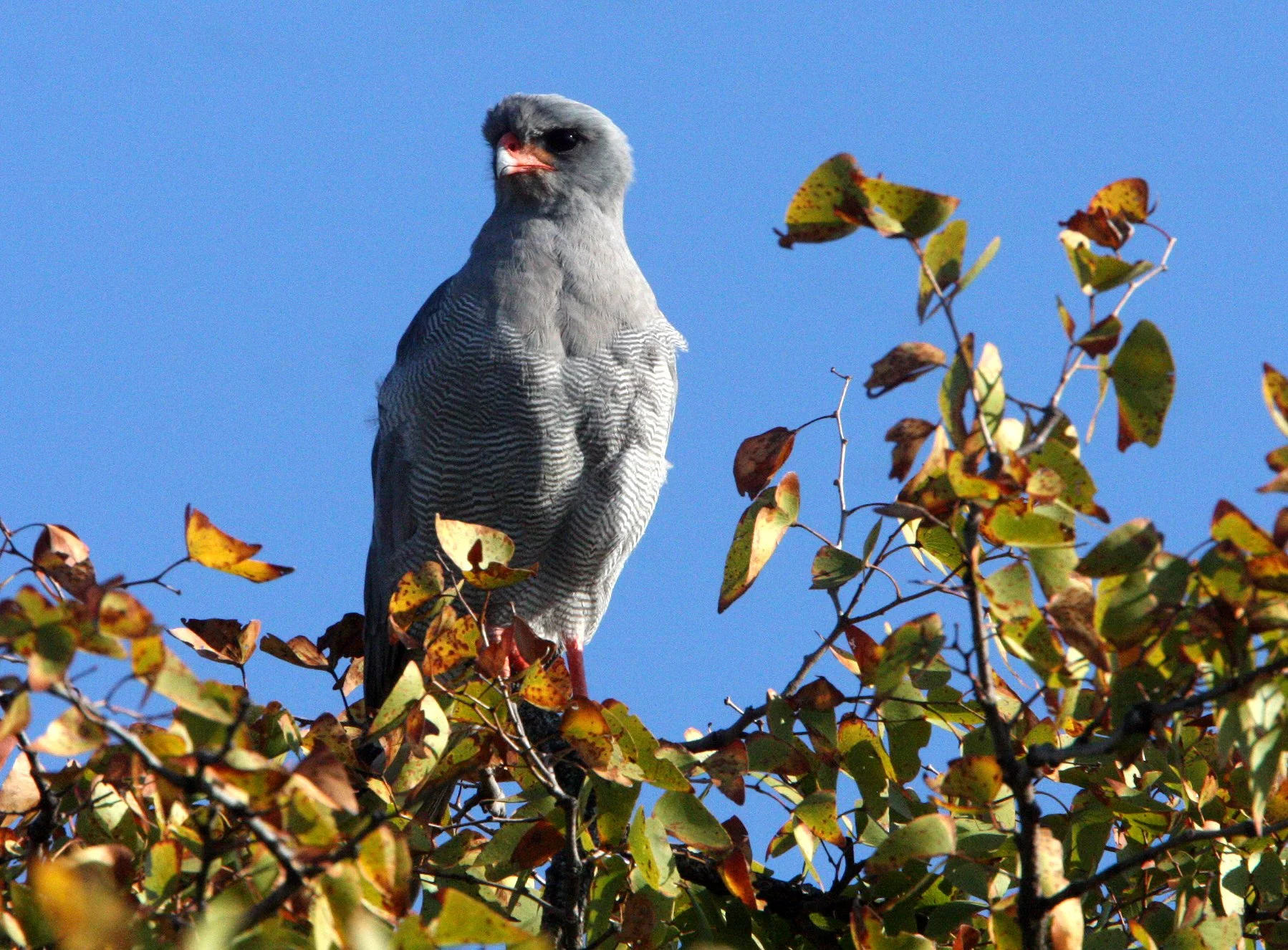 Melierax canorus - SOUTHERN PALE CHANTING GOSHAWK - KRUGER NATIONAL PARK SOUTH AFRICA (3).JPG