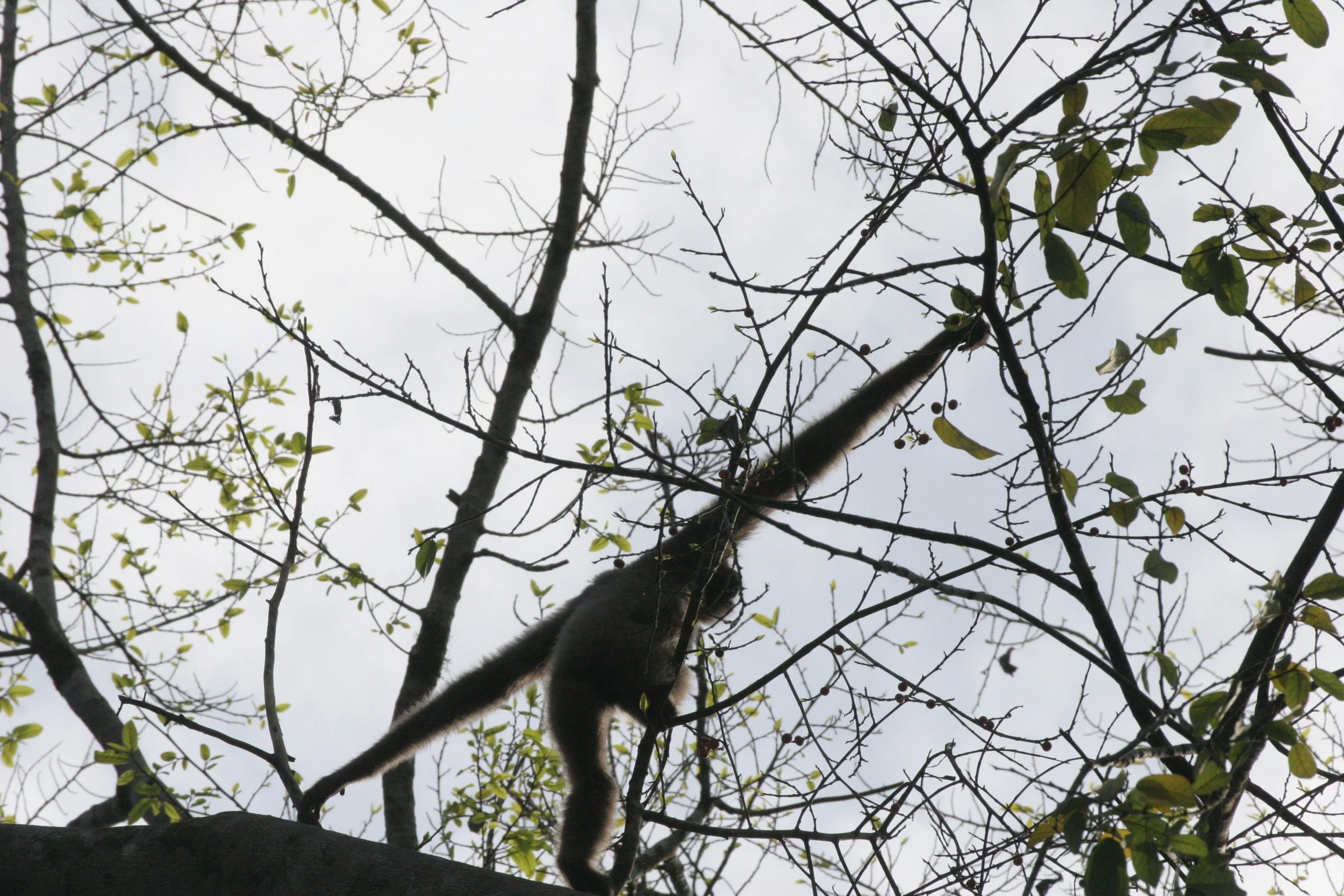 HYLOBATIDAE - Hylobates muelleri - MUELLER'S (GRAY) GIBBON - TABIN WILDLIFE RESERVE  (66).JPG