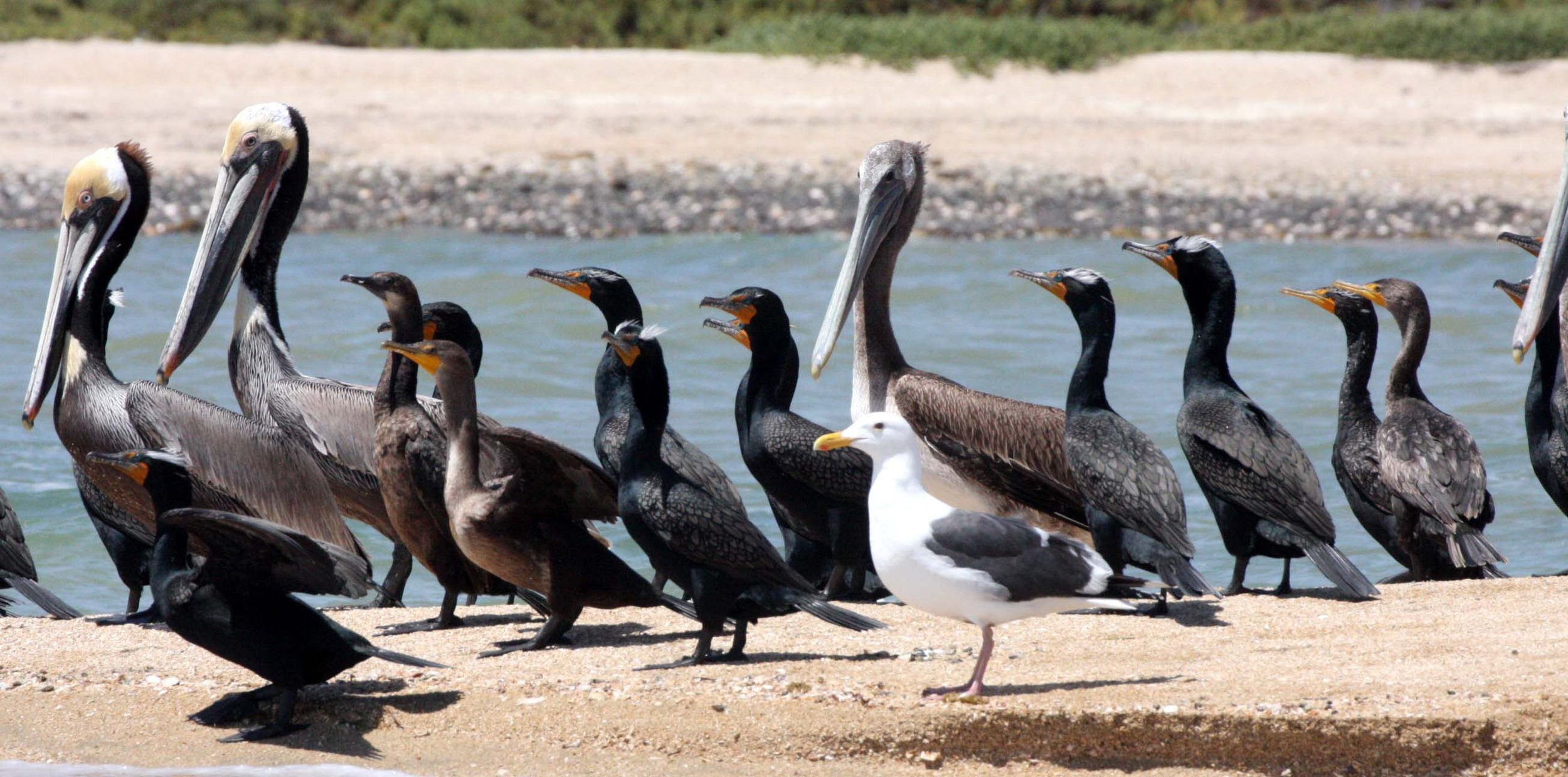 Pelecanus occidentalis - BROWN PELICAN - DOUBLE-CRESTED CORMORANT - SAN IGNACIO LAGOON BAJA MEXICO (7).JPG