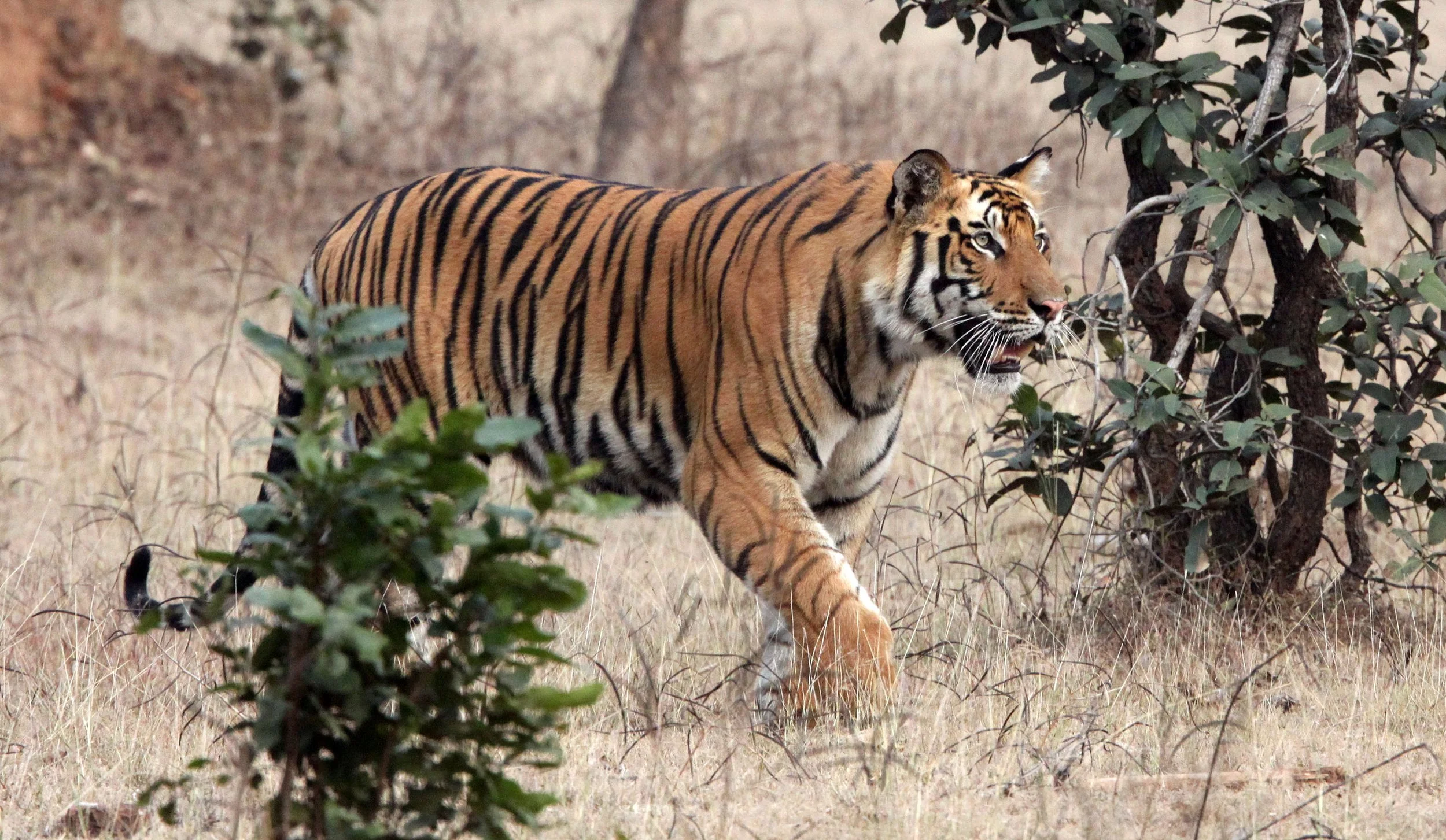 Panthera tigris tigris - BENGAL TIGER - BANDHAVGAR NATIONAL PARK MADHYA PRADESH INDIA (171).JPG