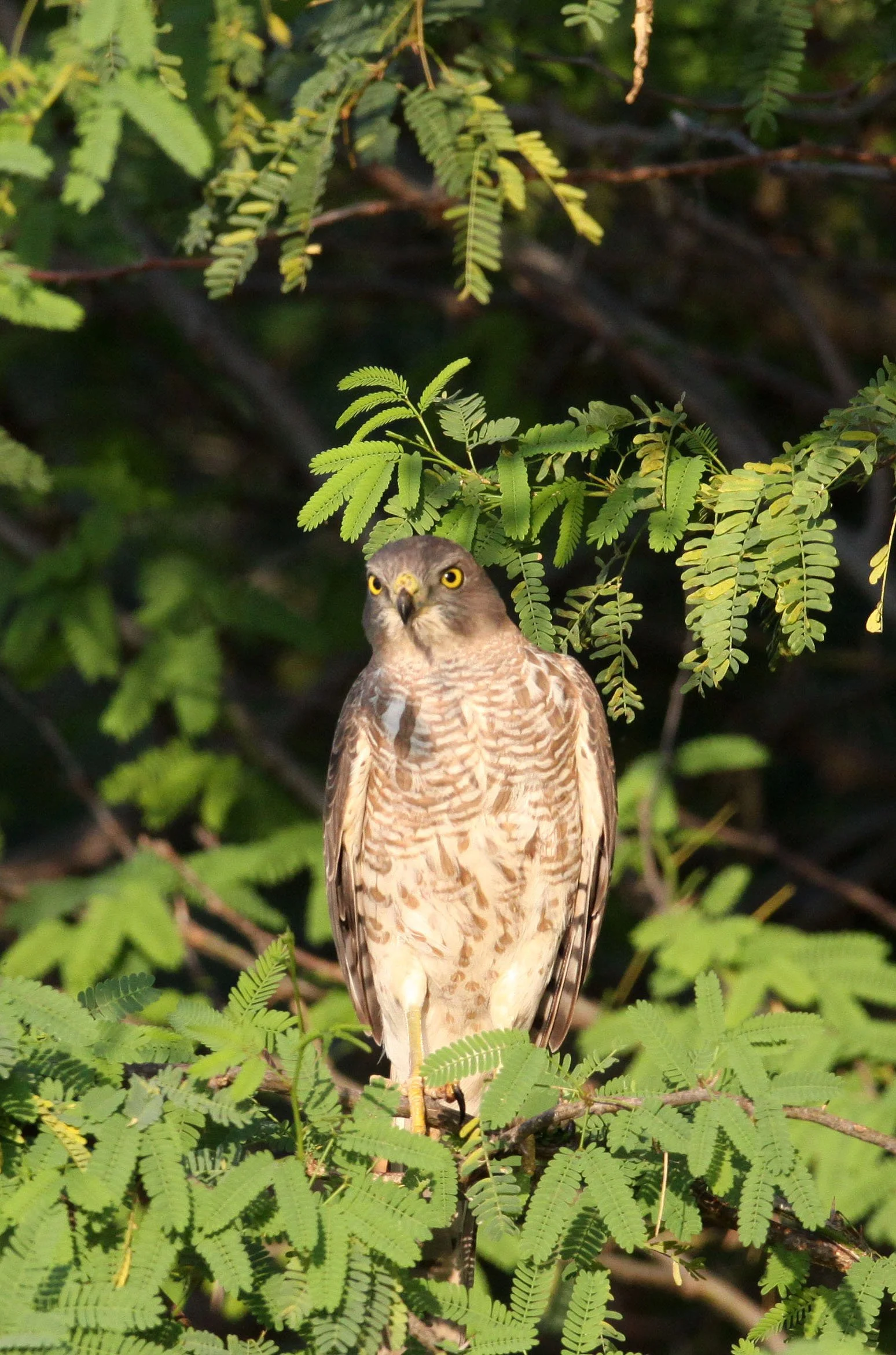 BIRD - SHIKRA - LITTLE RANN OF KUTCH GUJARAT INDIA (14).JPG