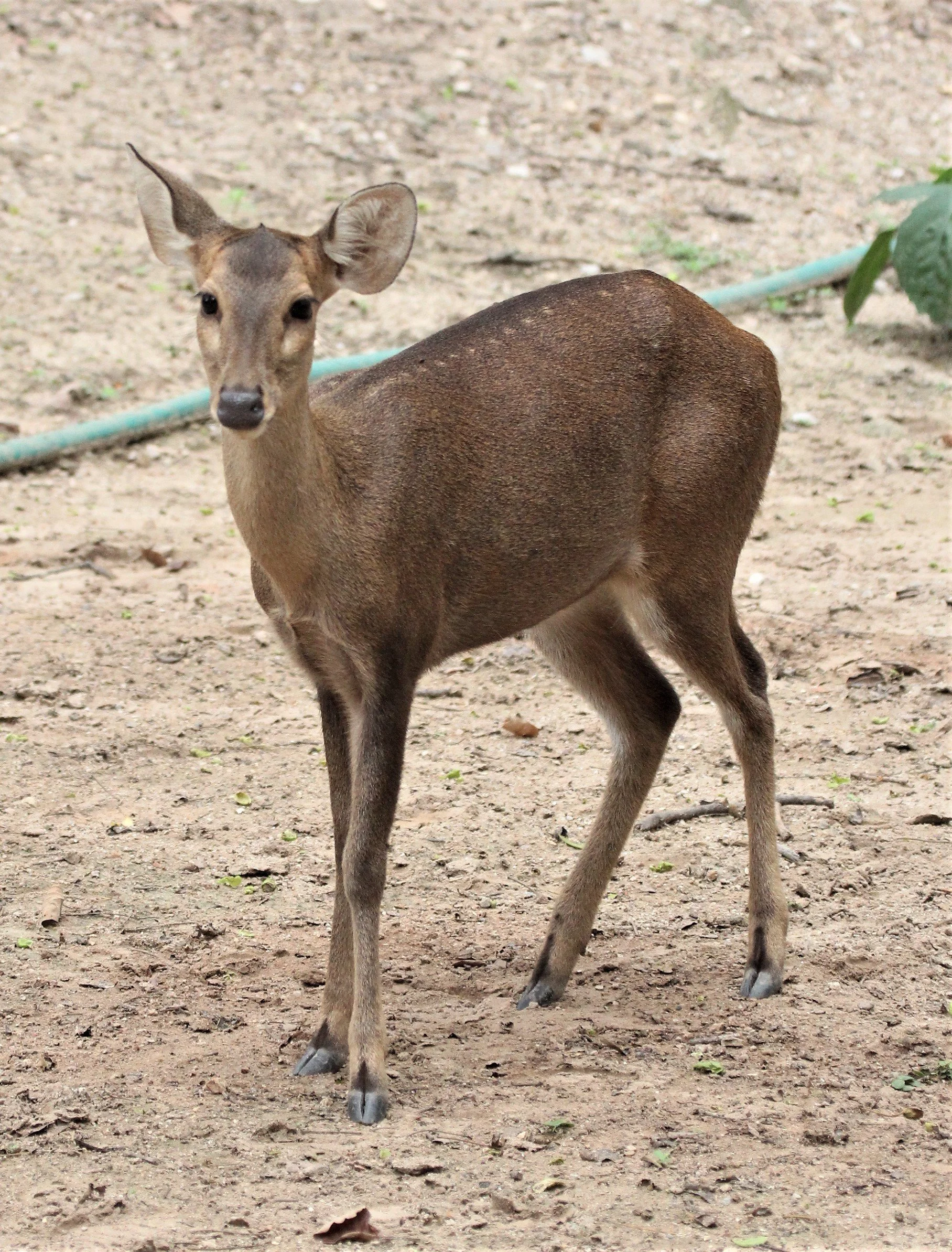 Hyelaphus annamiticus - INDOCHINESE HOG DEER - DOI SUTHEP WILDLIFE CENTER CHIANG MAI THAILAND - CONFIRM NOT INDIAN (10).jpg