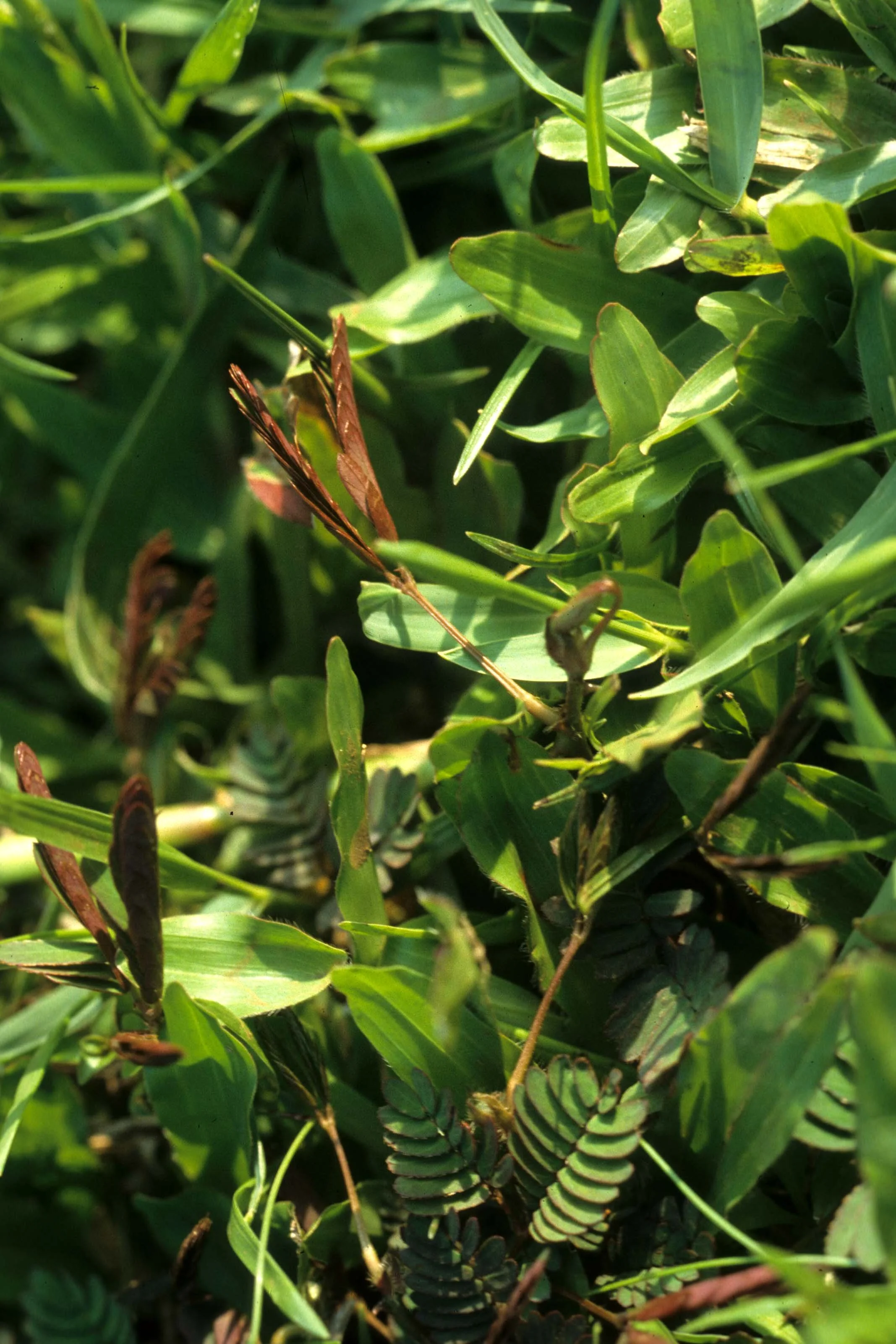 HAWAII - HAWAII - SHY PLANT - MIMOSA SPECIES.jpg