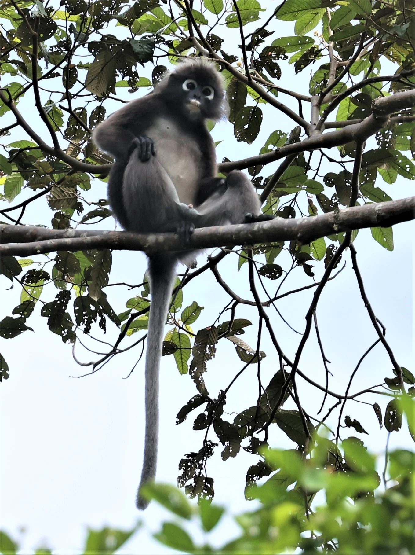 CERCOPITHECIDAE - Trachypithecus obscurus - DUSKY LANGUR - HALA BALA WILDLIFE SANCTUARY APRIL 2022 (47).jpg