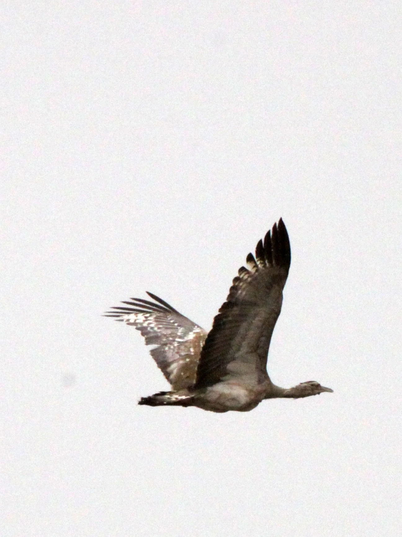 Arabian bustard (Ardeotis arabs) Ali Dege Plains, Ethiopia (41).JPG