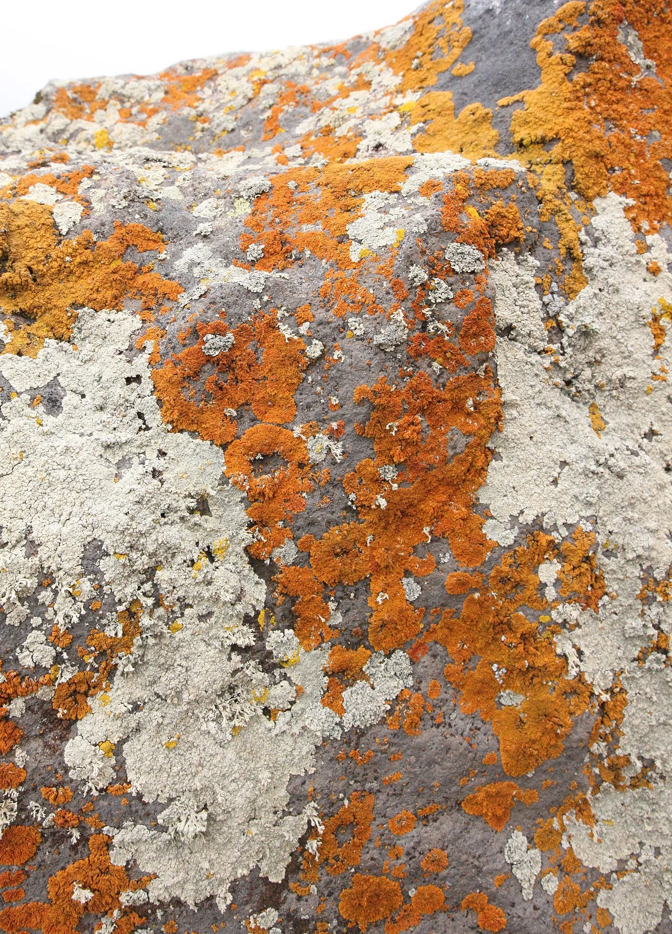 BALE MOUNTAINS NATIONAL PARK ETHIOPIA - SANETTI PLATEAU (18).JPG