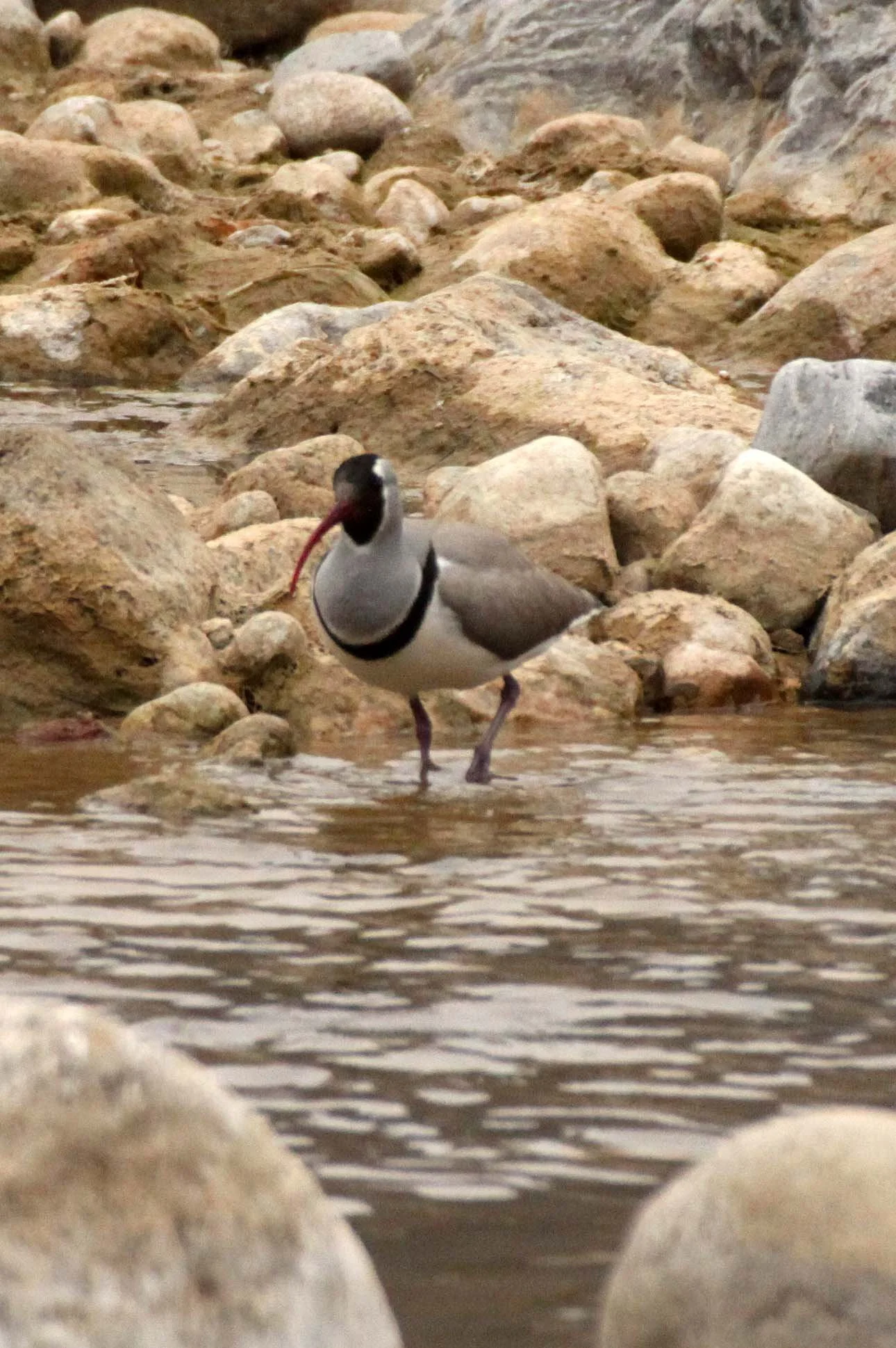 BIRD - IBISBILL - FOPING NATURE RESERVE SHAANXI PROVINCE CHINA (7).JPG