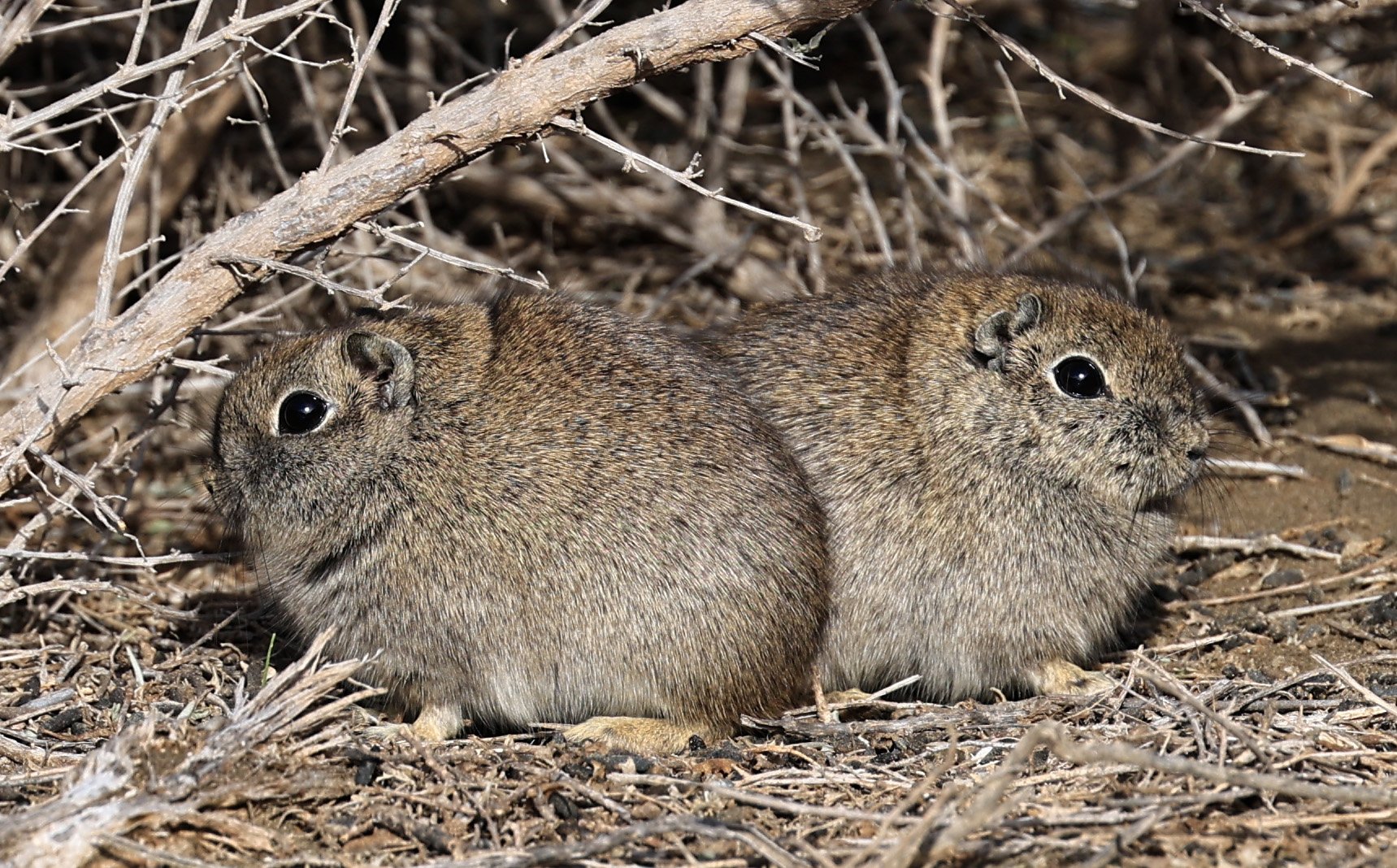 Southern Mountain Cavy (Microcavia australis) Valdes Peninsula, Chubut Province, Argentina Day 2 (1 (90).jpg