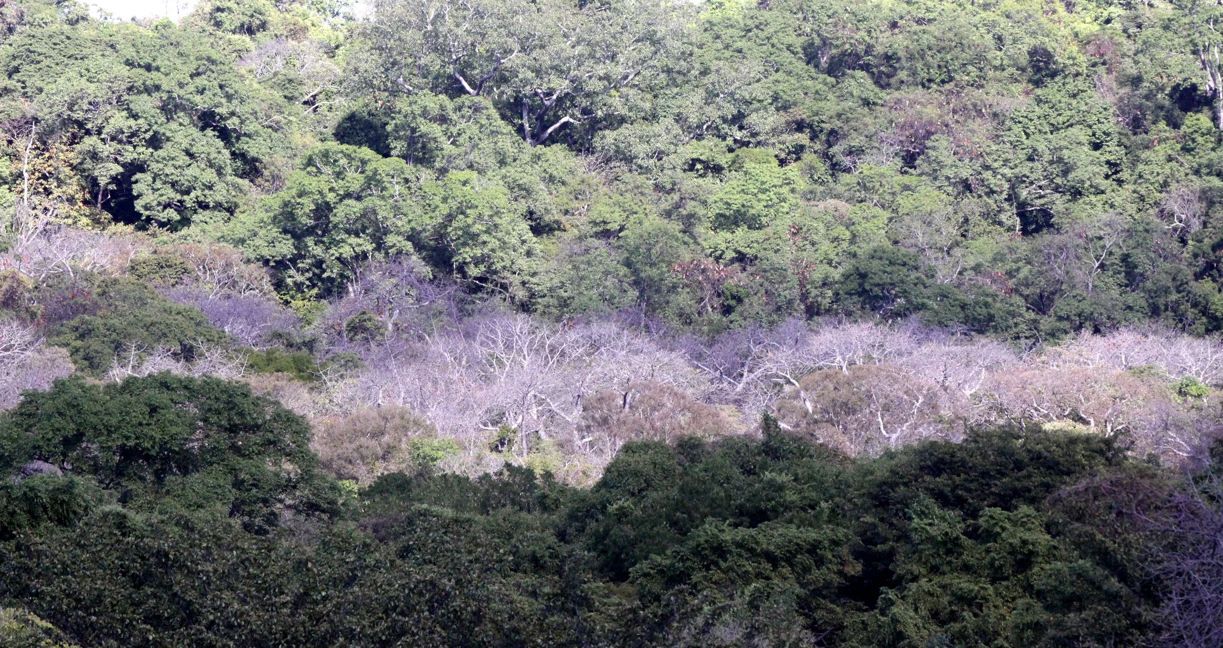 ANKARANA NATIONAL PARK MADAGASCAR - DRY FOREST.JPG