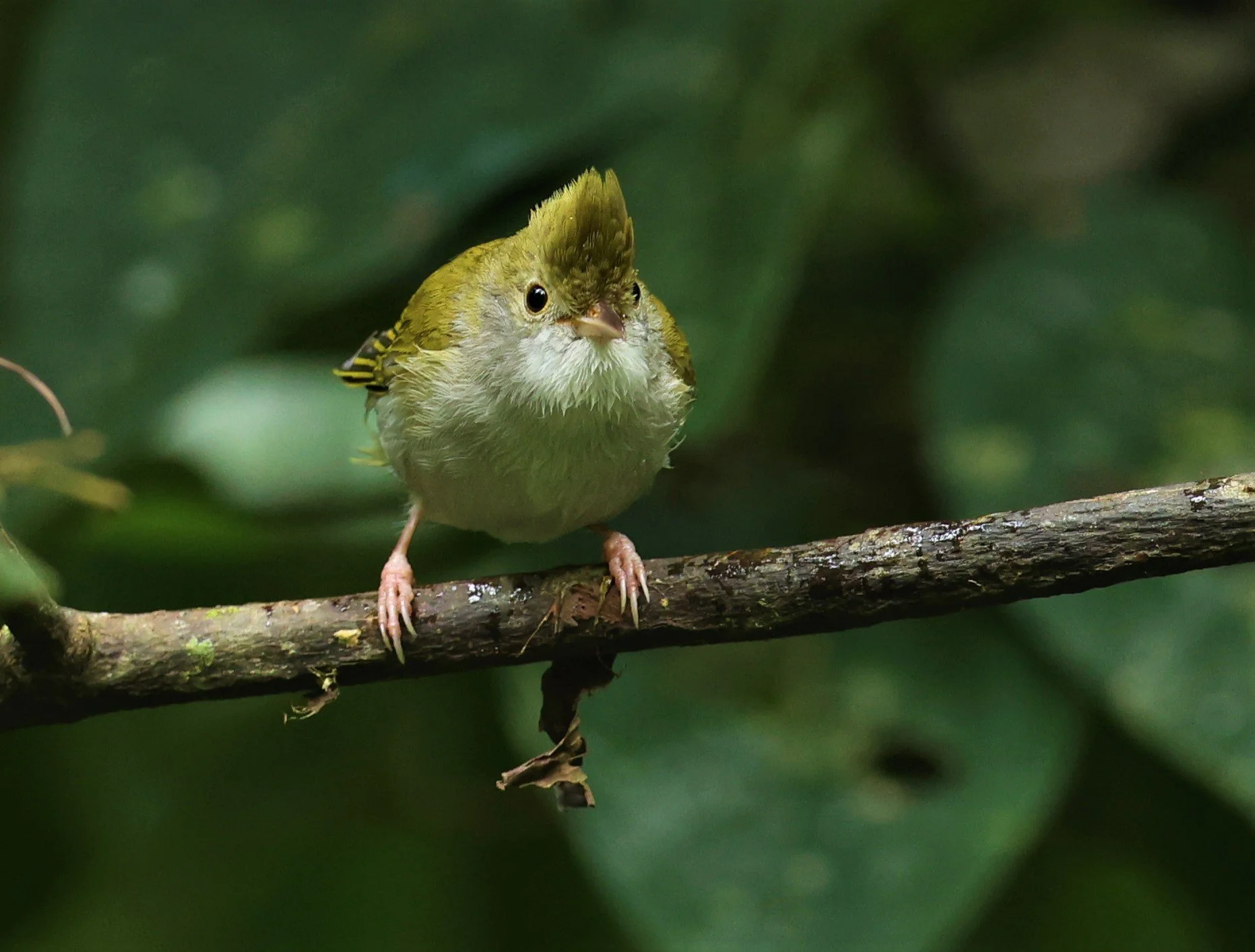White-bellied Erpornis (Erpornis zantholeuca) Doi Inthanon NP Chiang Mai Thailand (22).JPG