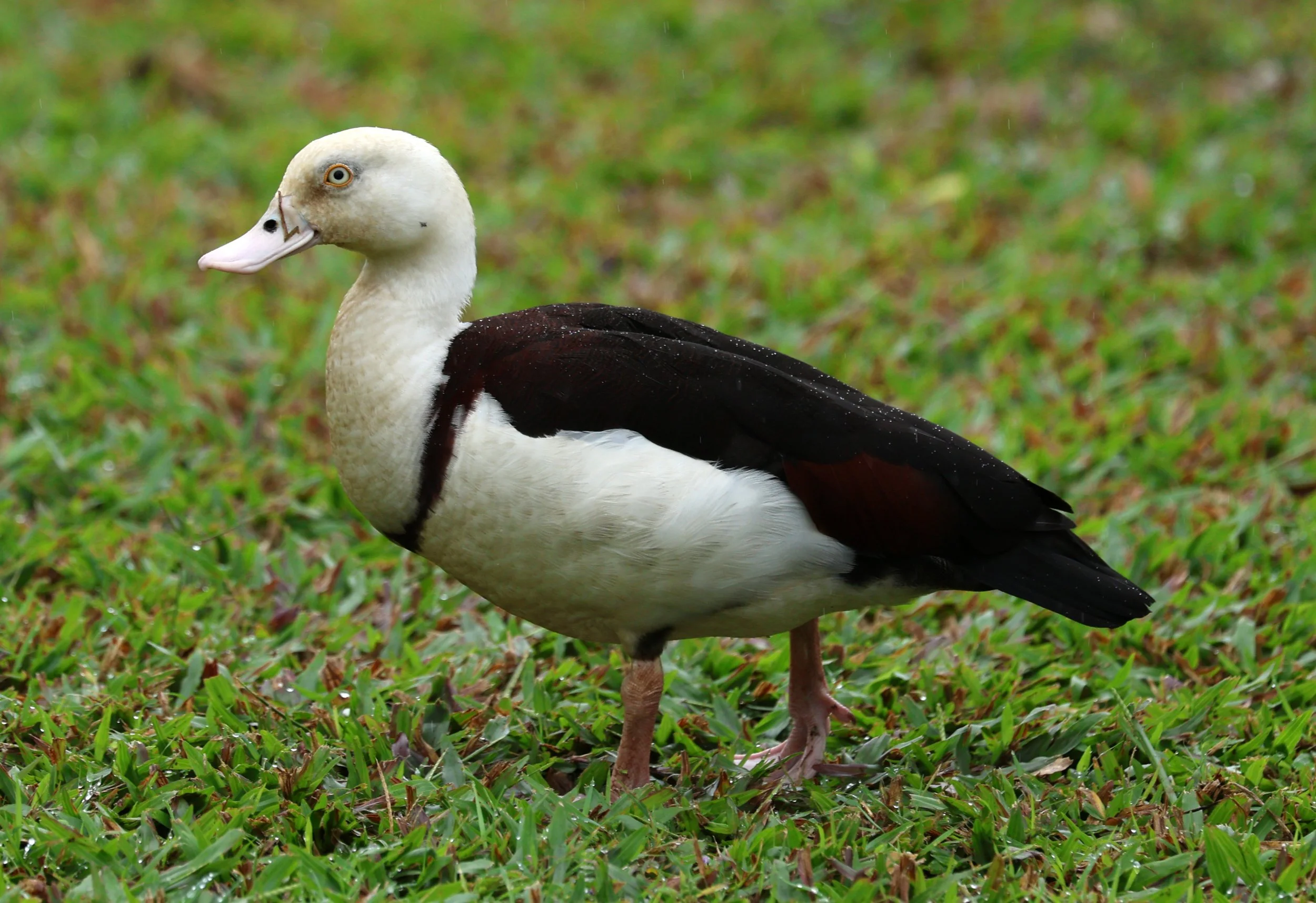 Radjah Shelduck (Tadorna radjah) Daintree Town, Daintree River - Queensland (18).jpg