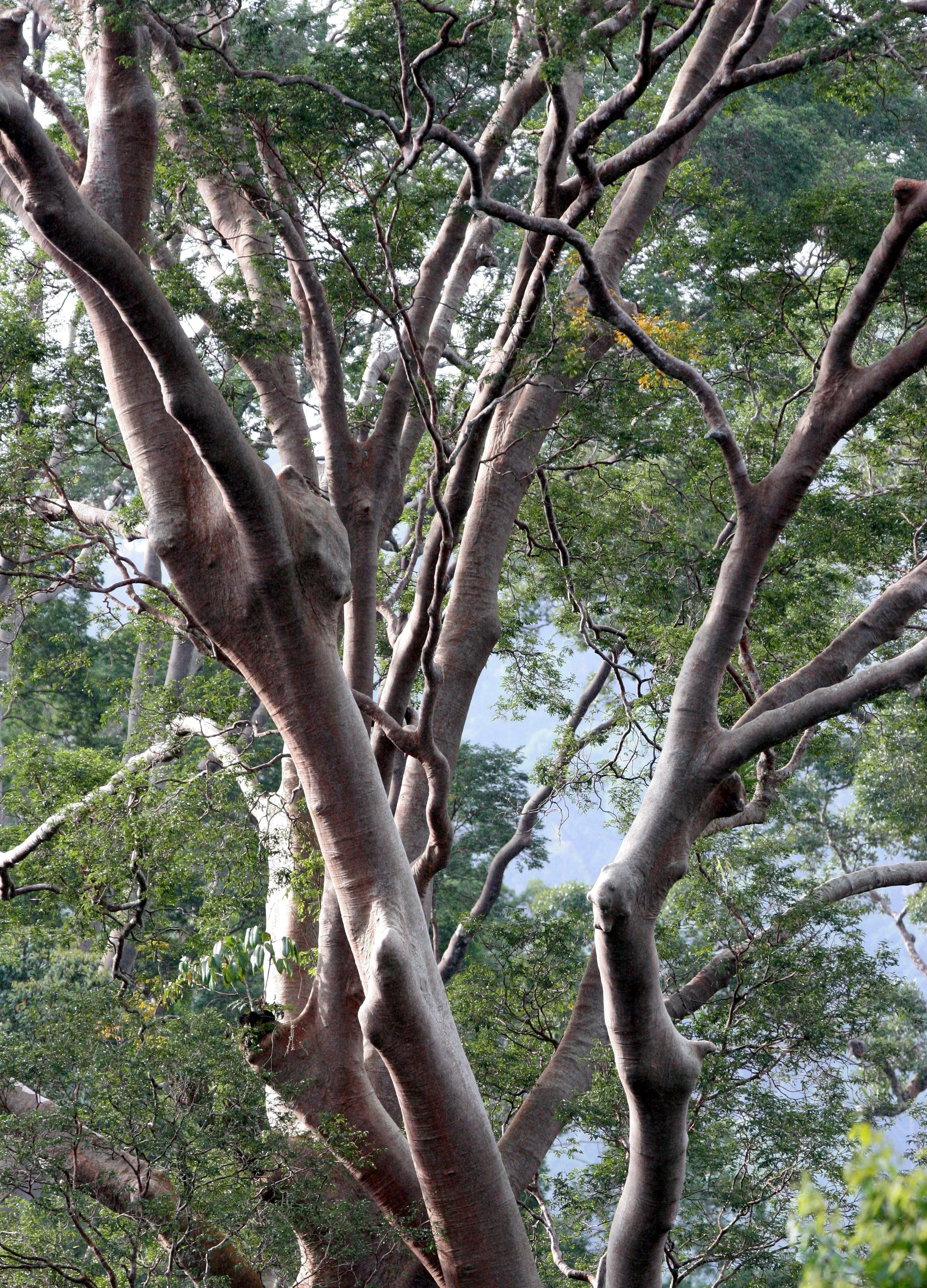 DANUM VALLEY BORNEO - CANOPY WALKWAY -  BRL (10).JPG