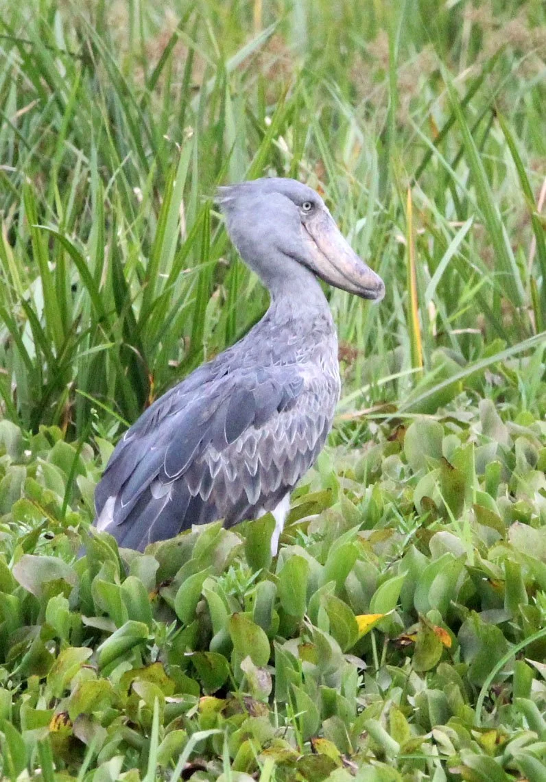 BIRD - STORK - SHOEBILL STORK - MURCHISON FALLS NATIONAL PARK UGANDA (56).JPG