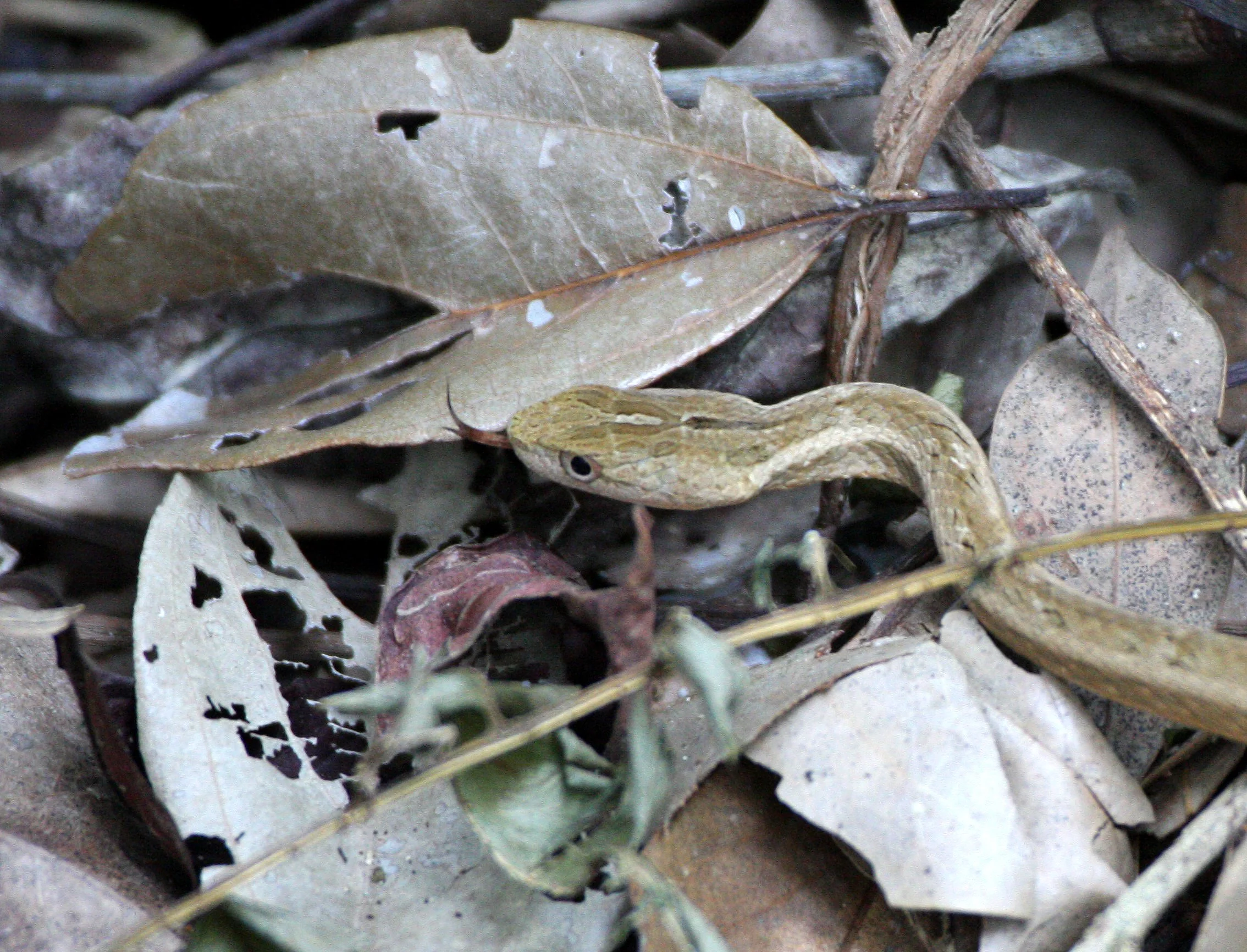 REPTILE - SNAKE - TAIWAN - SUBTROPICAL FOREST (10).JPG