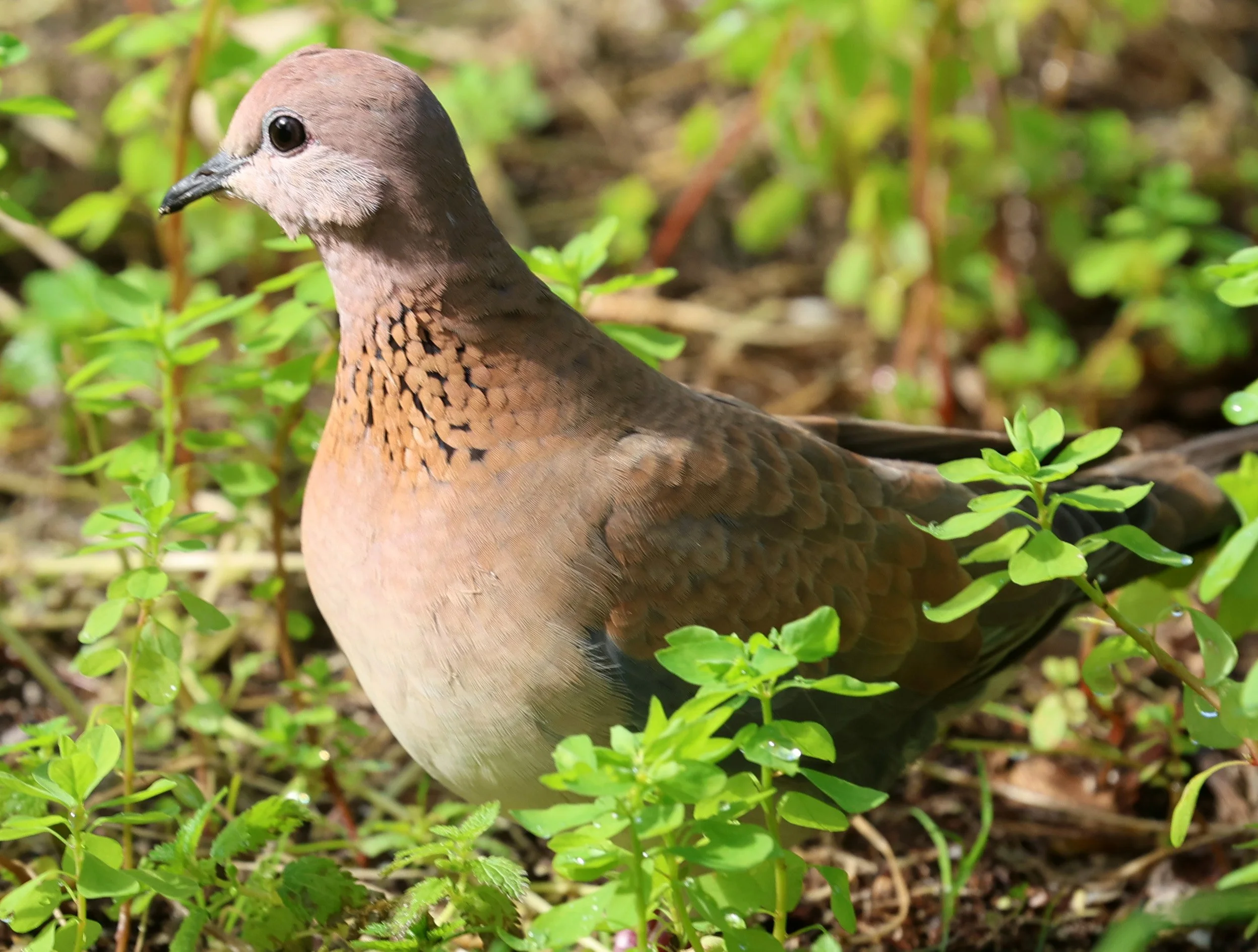 Laughing Dove (Spilopelia senegalensis) Rottnest Island - Western Australia (15).jpg