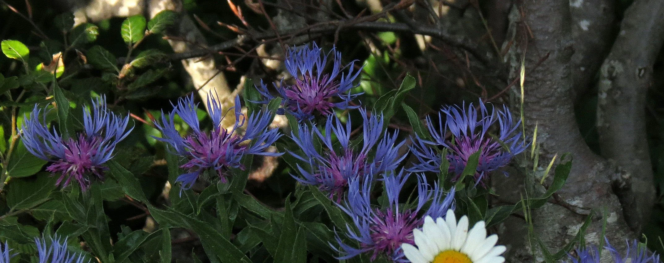 VERCOR NATIONAL PARK FRANCE (1).JPG